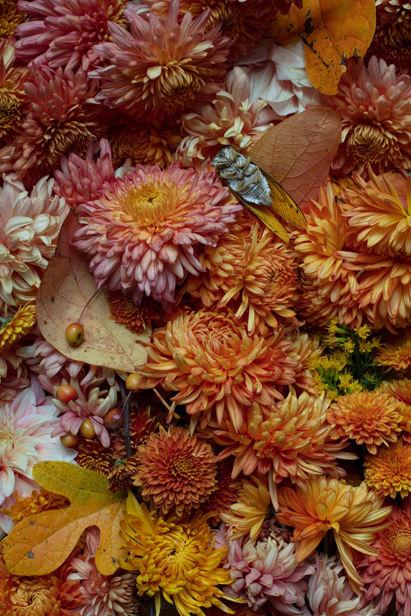 25_October_mum_fantasia.jpg