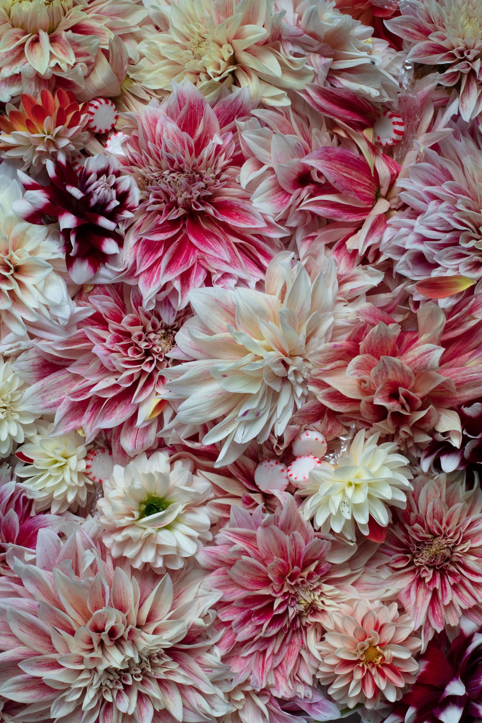 125_October_peppermint_dahlia_redo-1.jpg