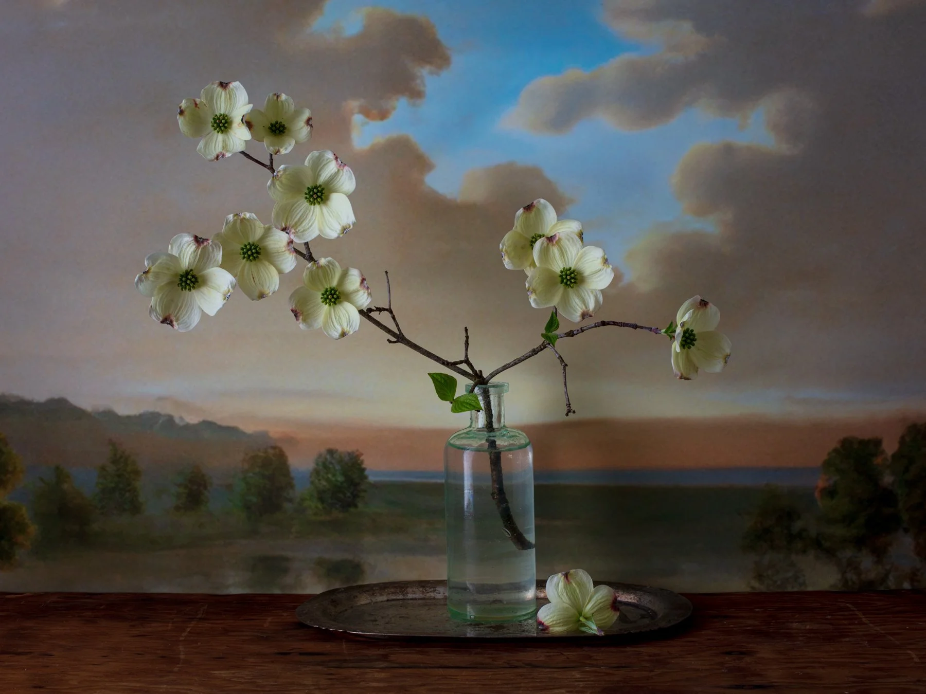 Dogwood.jpg