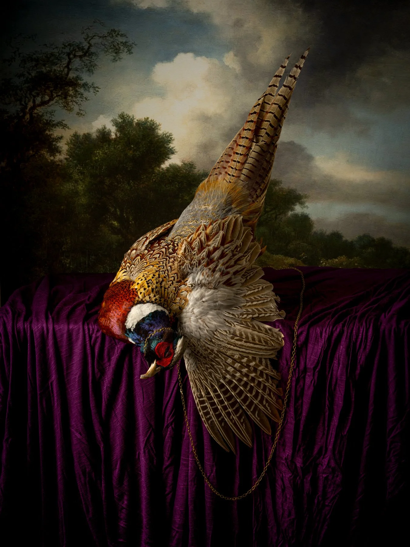 Plumage.jpg