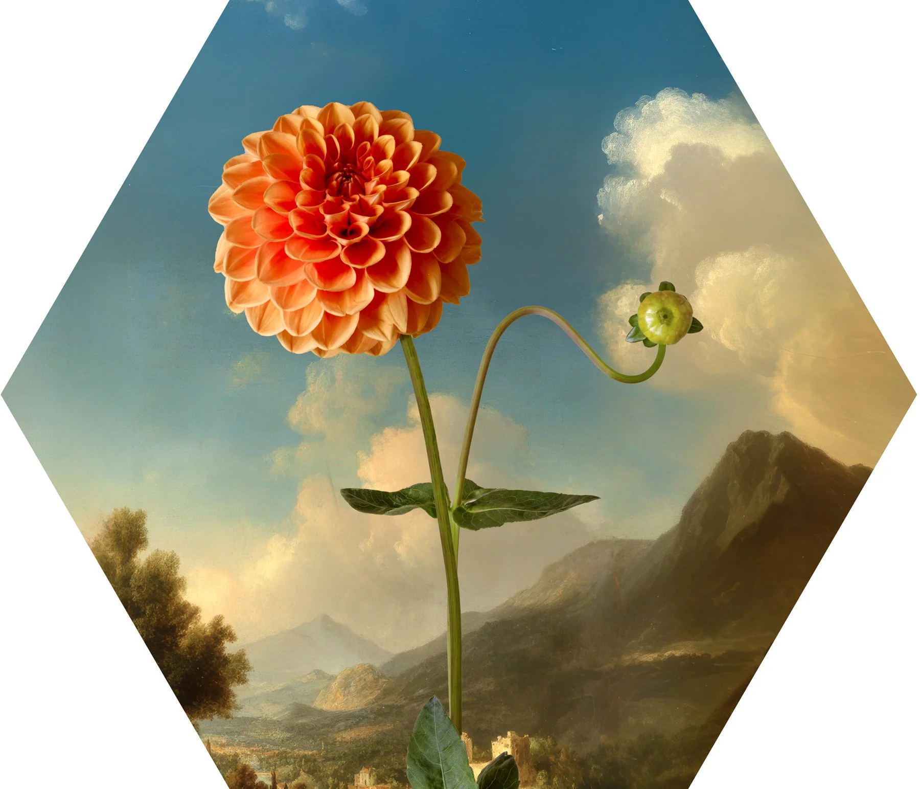 dahliaHExagon.jpg