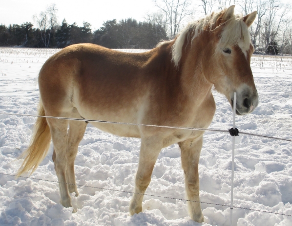 Rockie was one of our first horses on the farm!