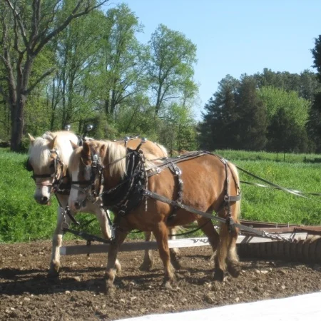 Rockie is on the left with Princess on the right.