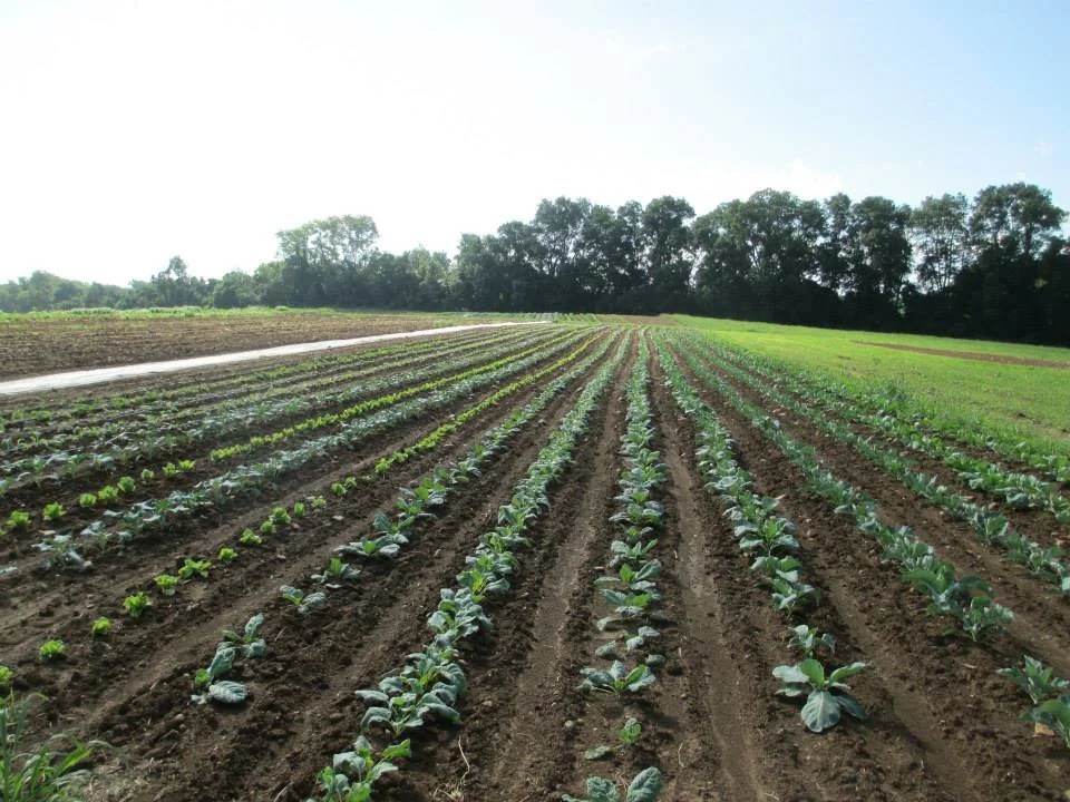 Tom Paduano - long rows of brassicas.jpg