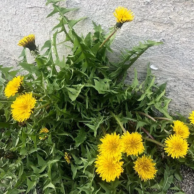 Jeg tar de gleder jeg kan f&aring; ☀️☀️☀️