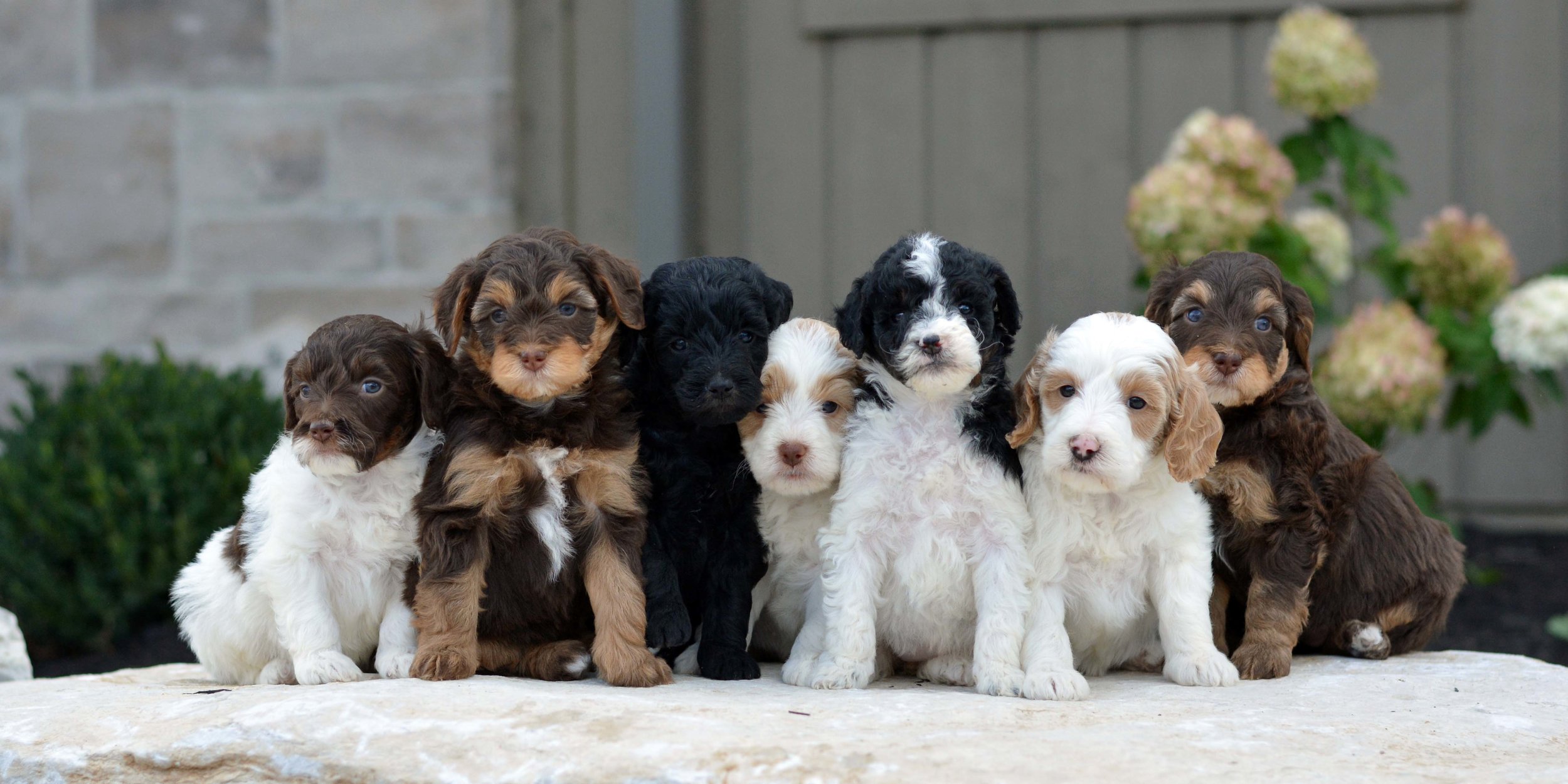 English Goldendoodle Puppies For Sale
