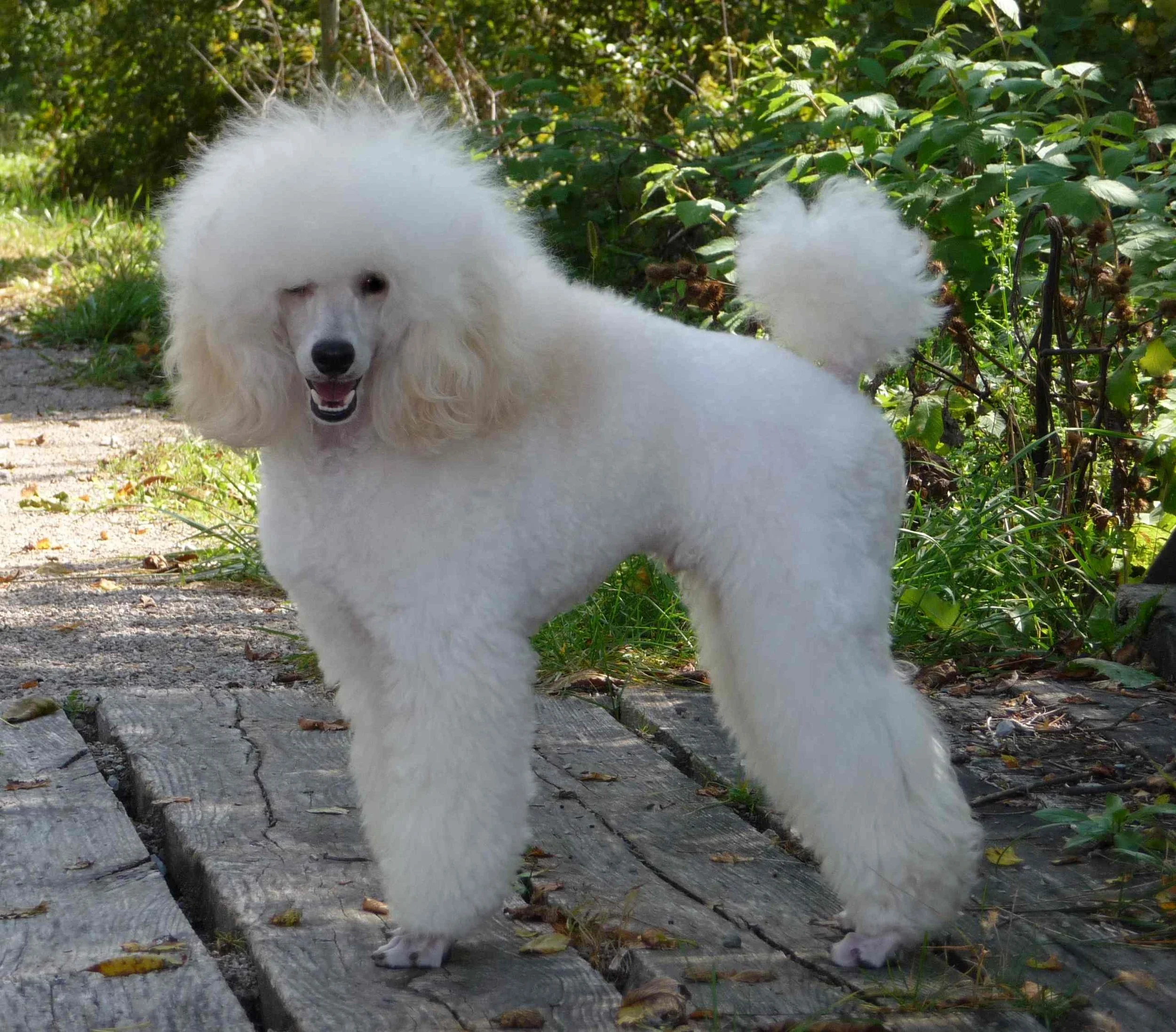 Buckwheat11m6.jpg