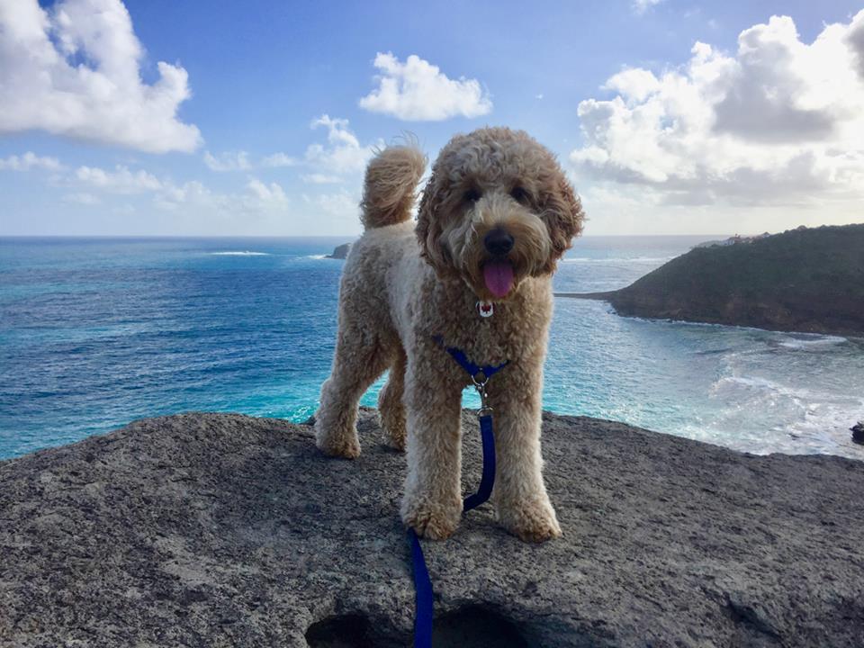 The English Goldendoodle — Creek