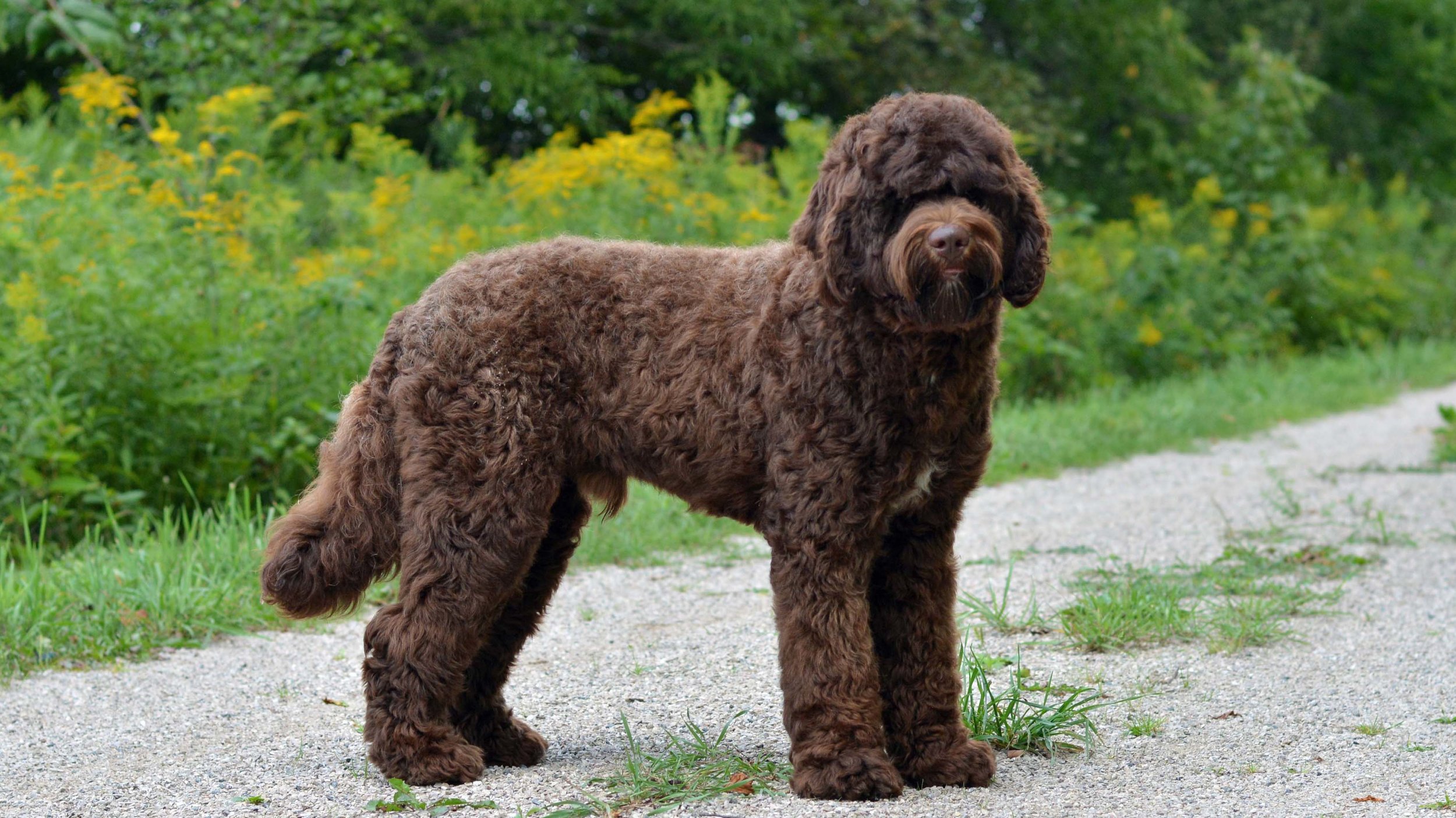 black goldendoodle adult