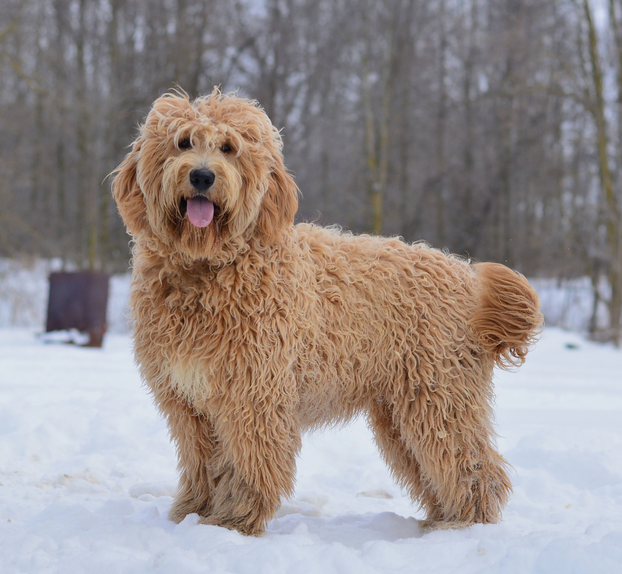 The English Goldendoodle — Doodle Creek