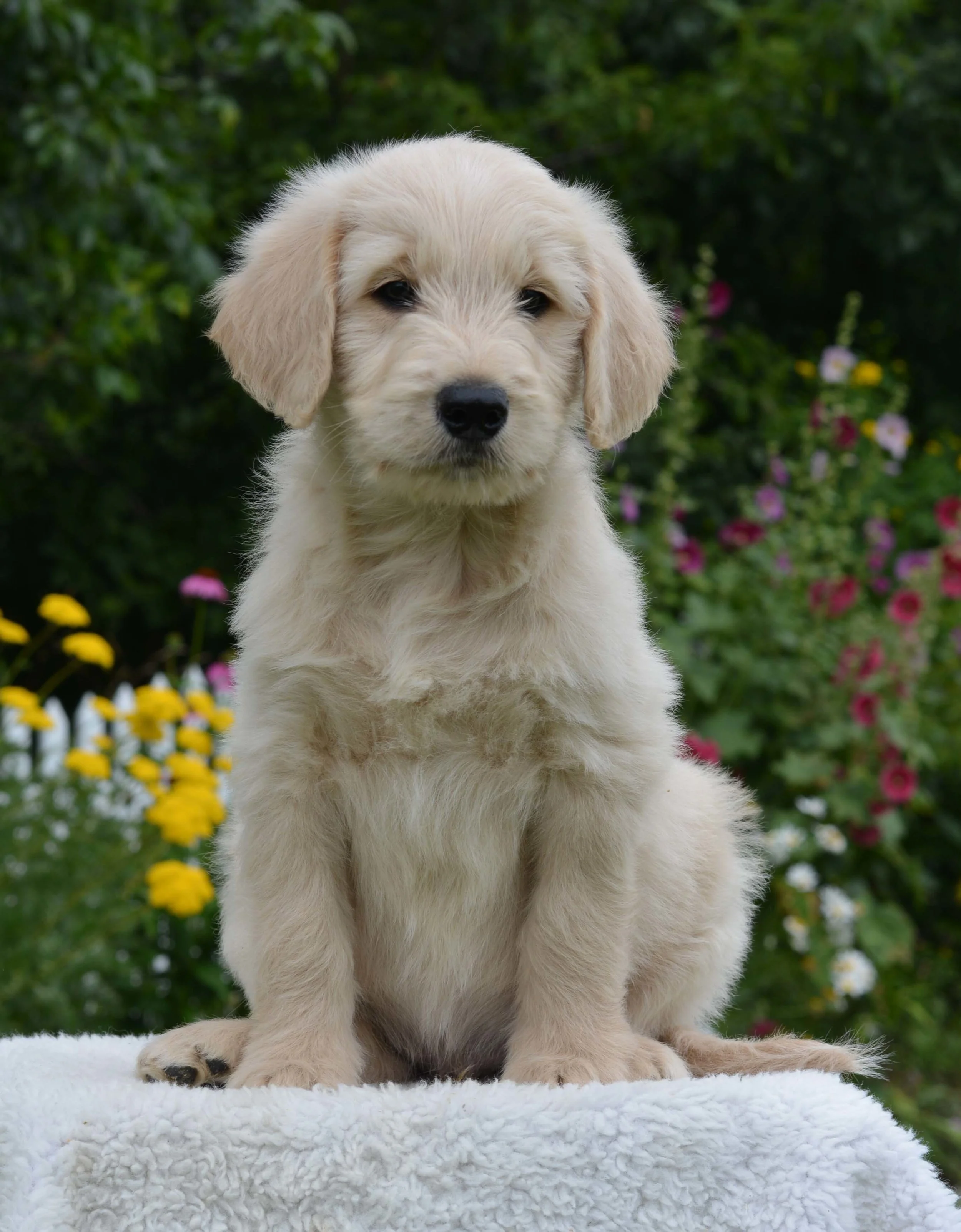 Retriever Puppy Golden Doodle Dog Breed Non Shedding Golden
