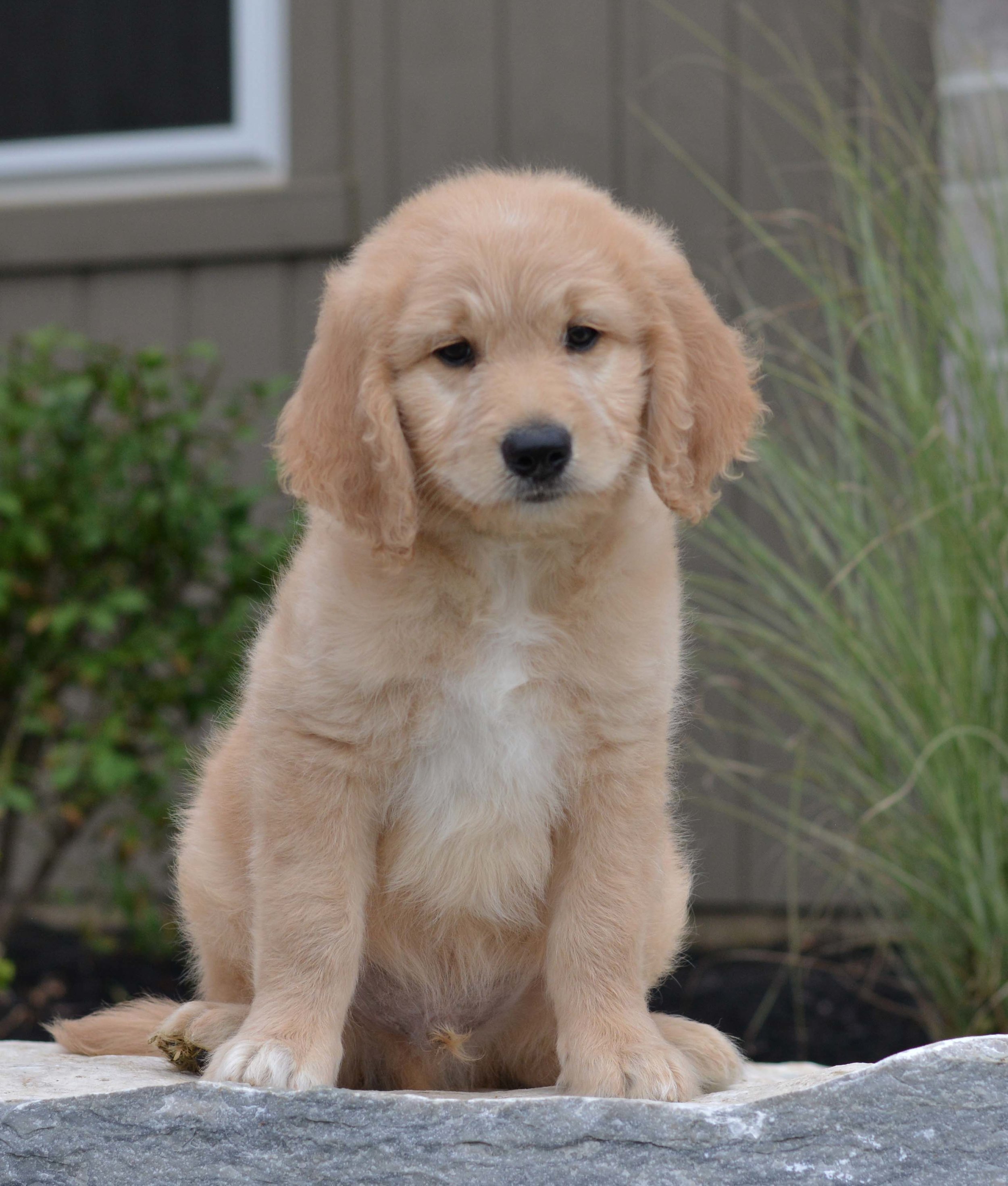 The English Goldendoodle — Creek