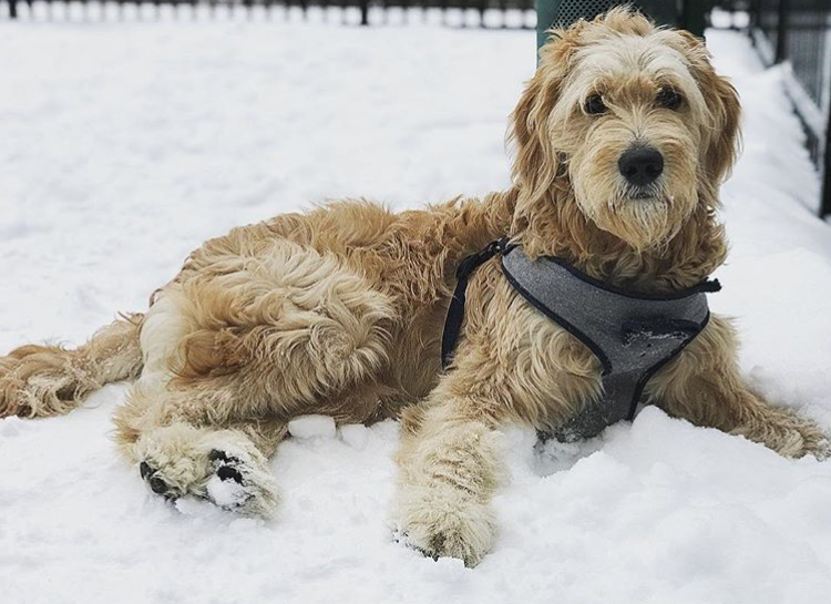 The English Goldendoodle — Doodle Creek