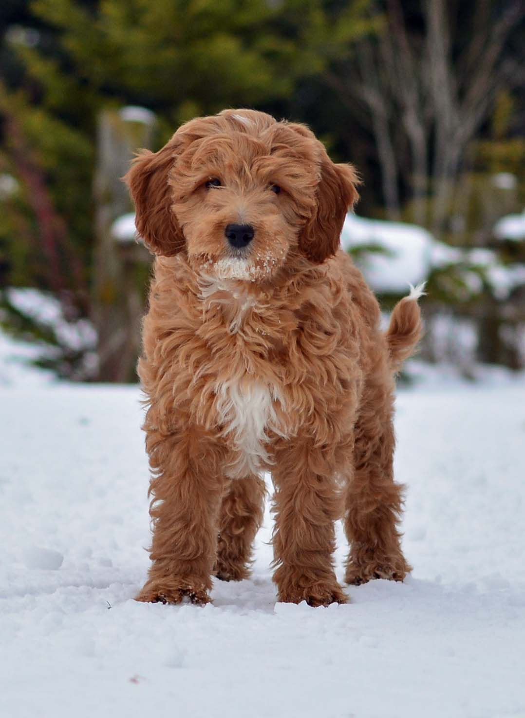 red haired goldendoodle