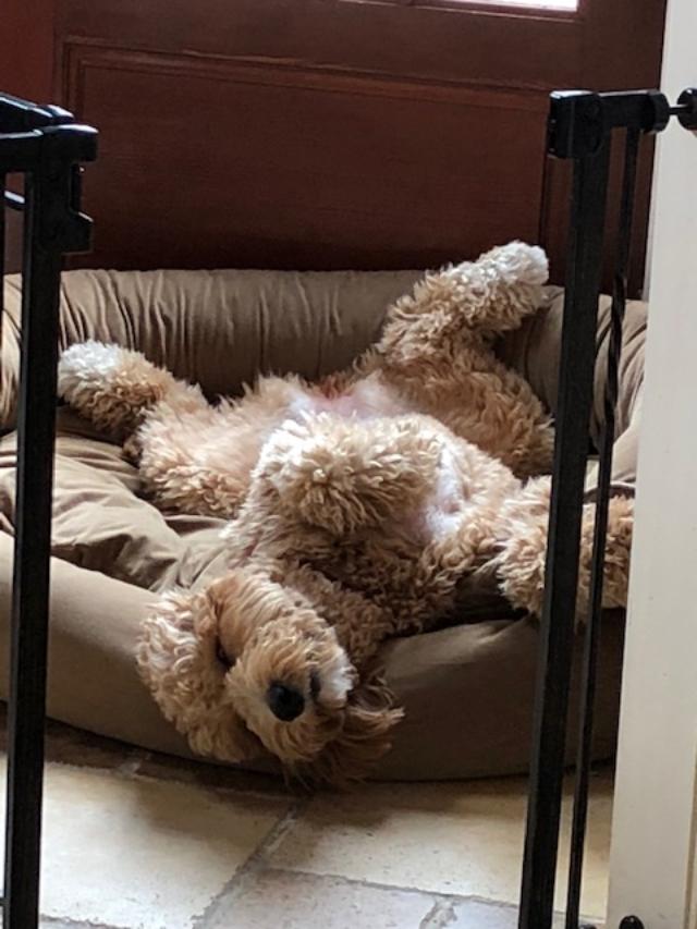 Lexie3.jpg