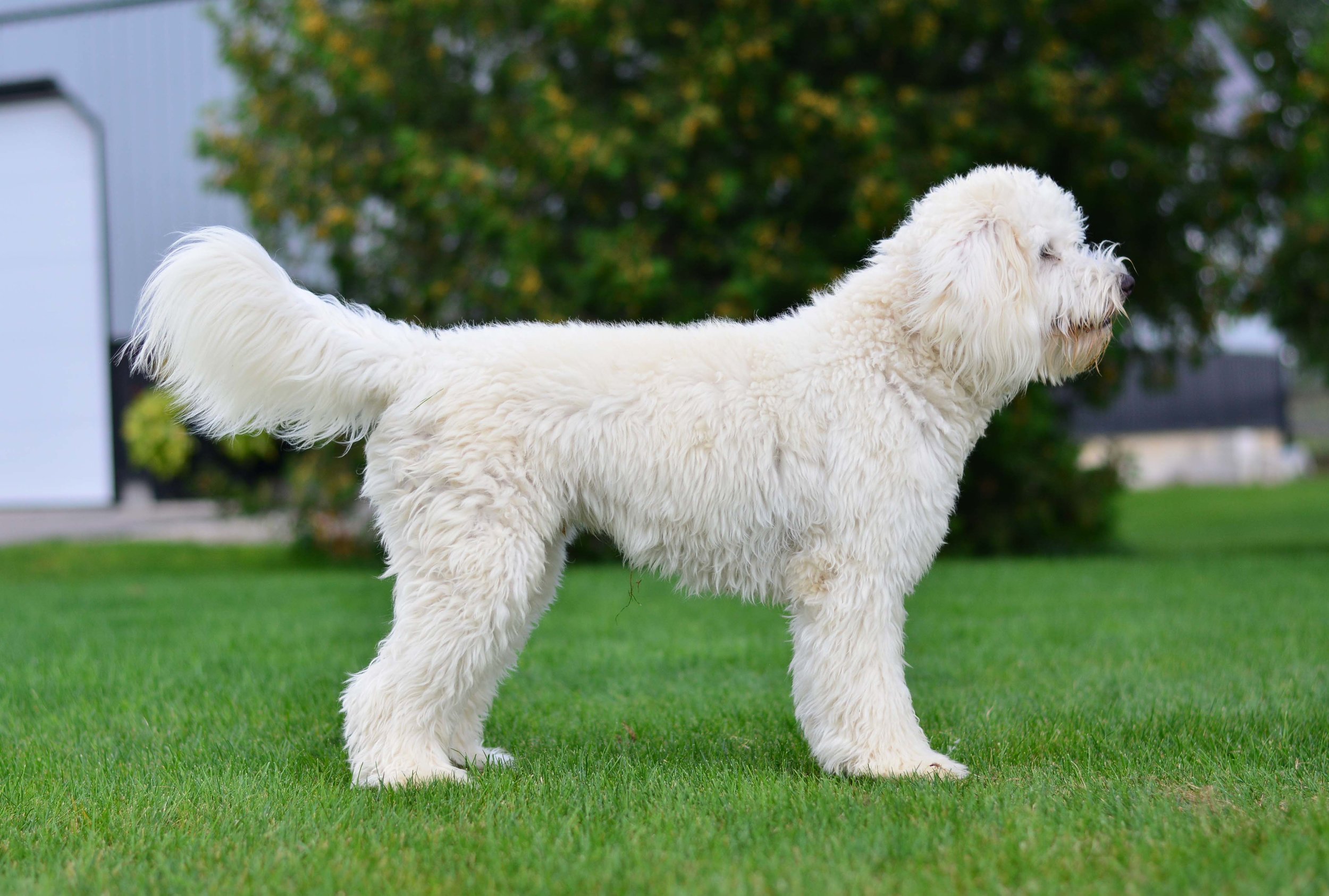 trained goldendoodle puppies