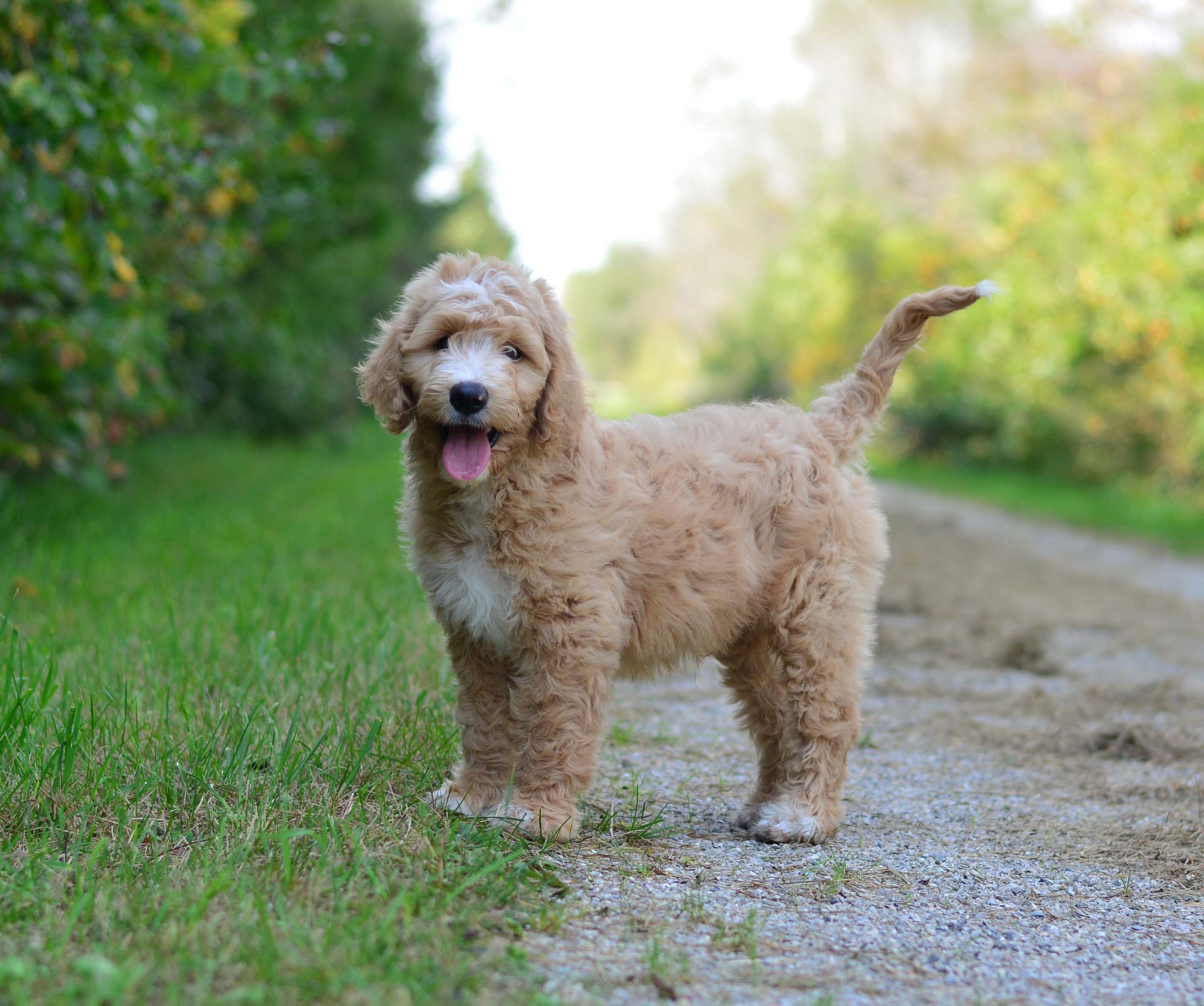 Trained English Goldendoodle Puppies Available Doodle Creek