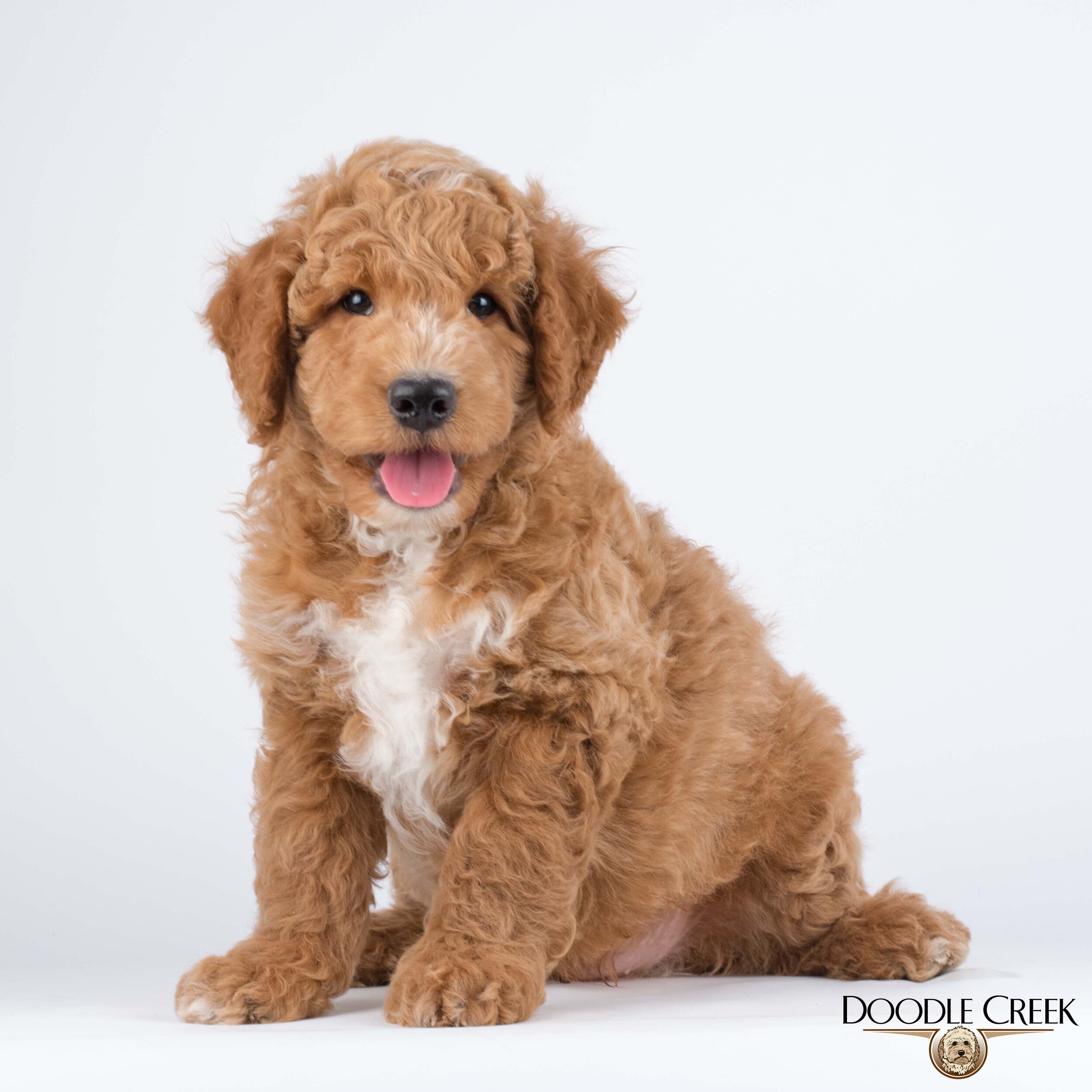 Male 3 - Sold as a trained puppy - Price: $16,000