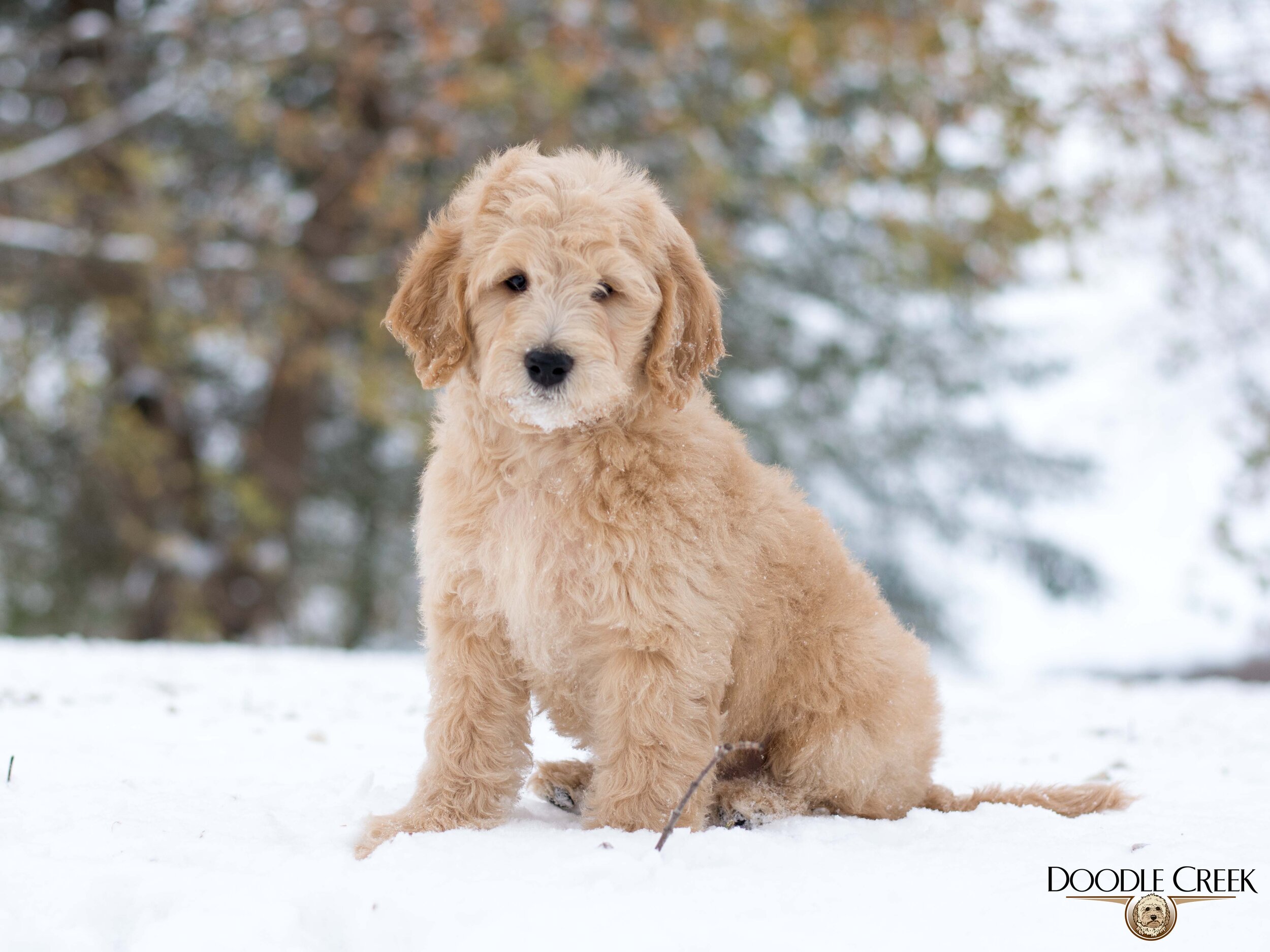 Trained Mini English Goldendoodle for 
