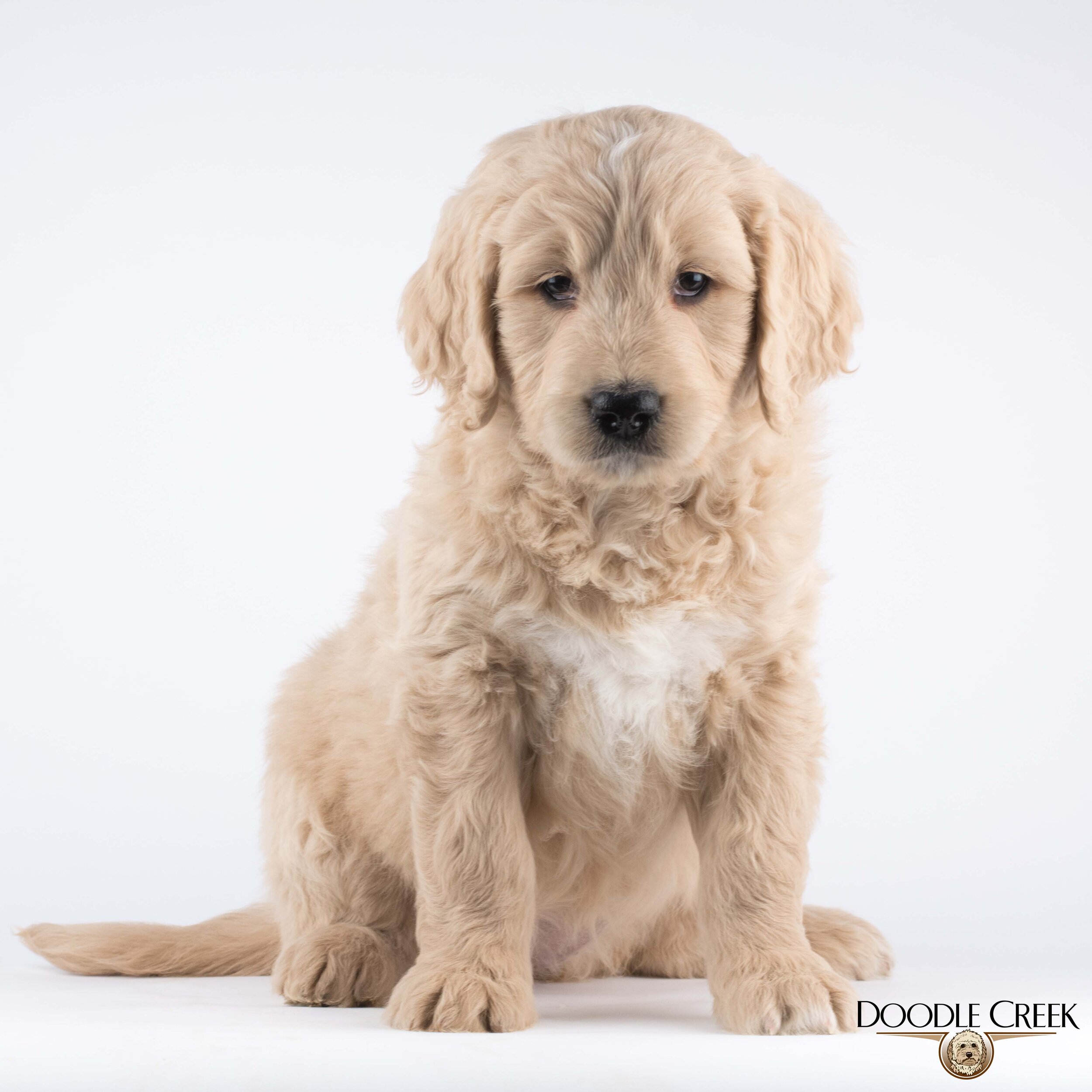 Female 1 -Sold as a trained puppy - Price: $16,000