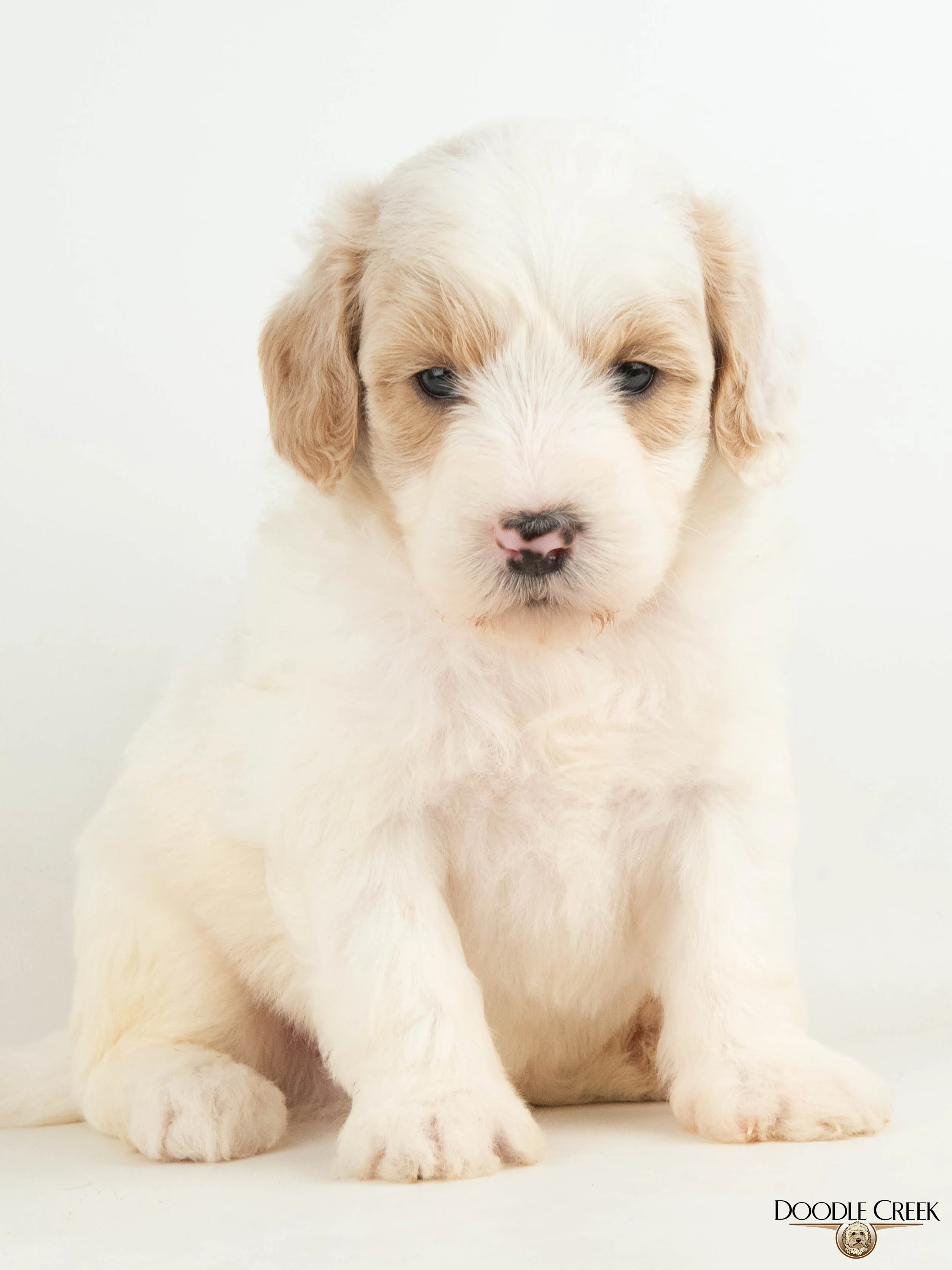 Amelia's Multigen Mini English Goldendoodles — Doodle Creek