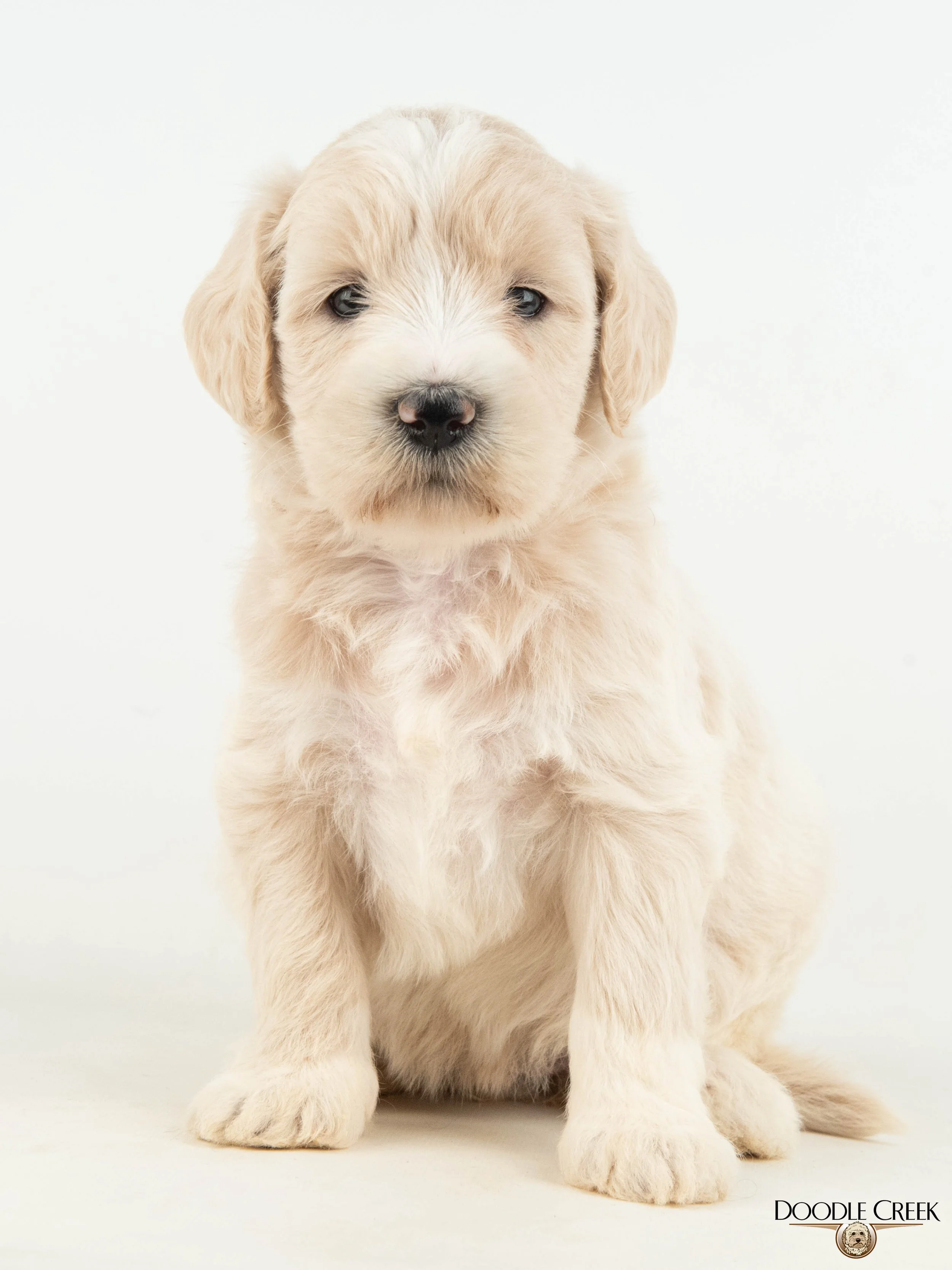 Amelia's Multigen Mini English Goldendoodles — Doodle Creek