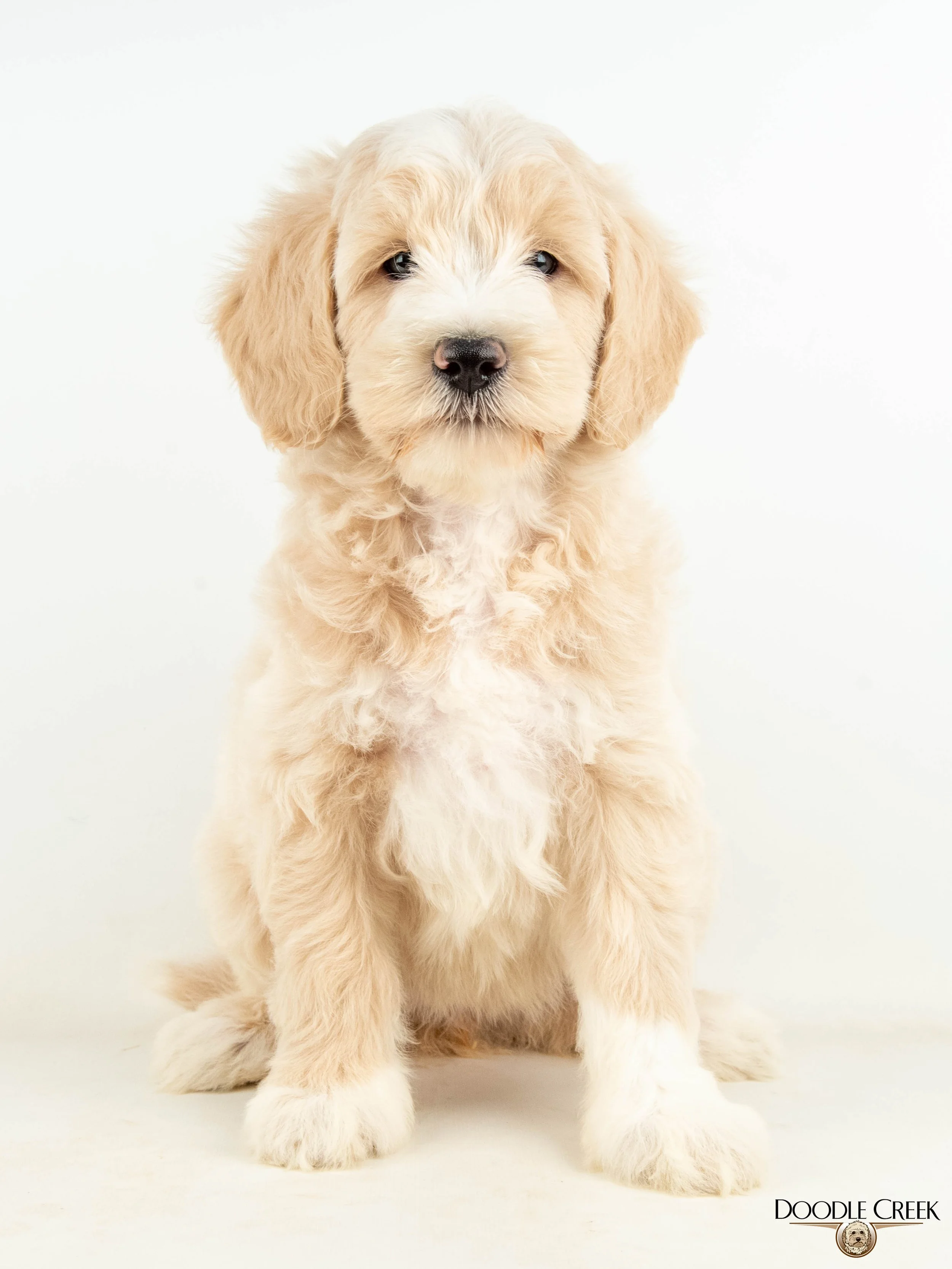 Amelia's Multigen Mini English Goldendoodles — Doodle Creek