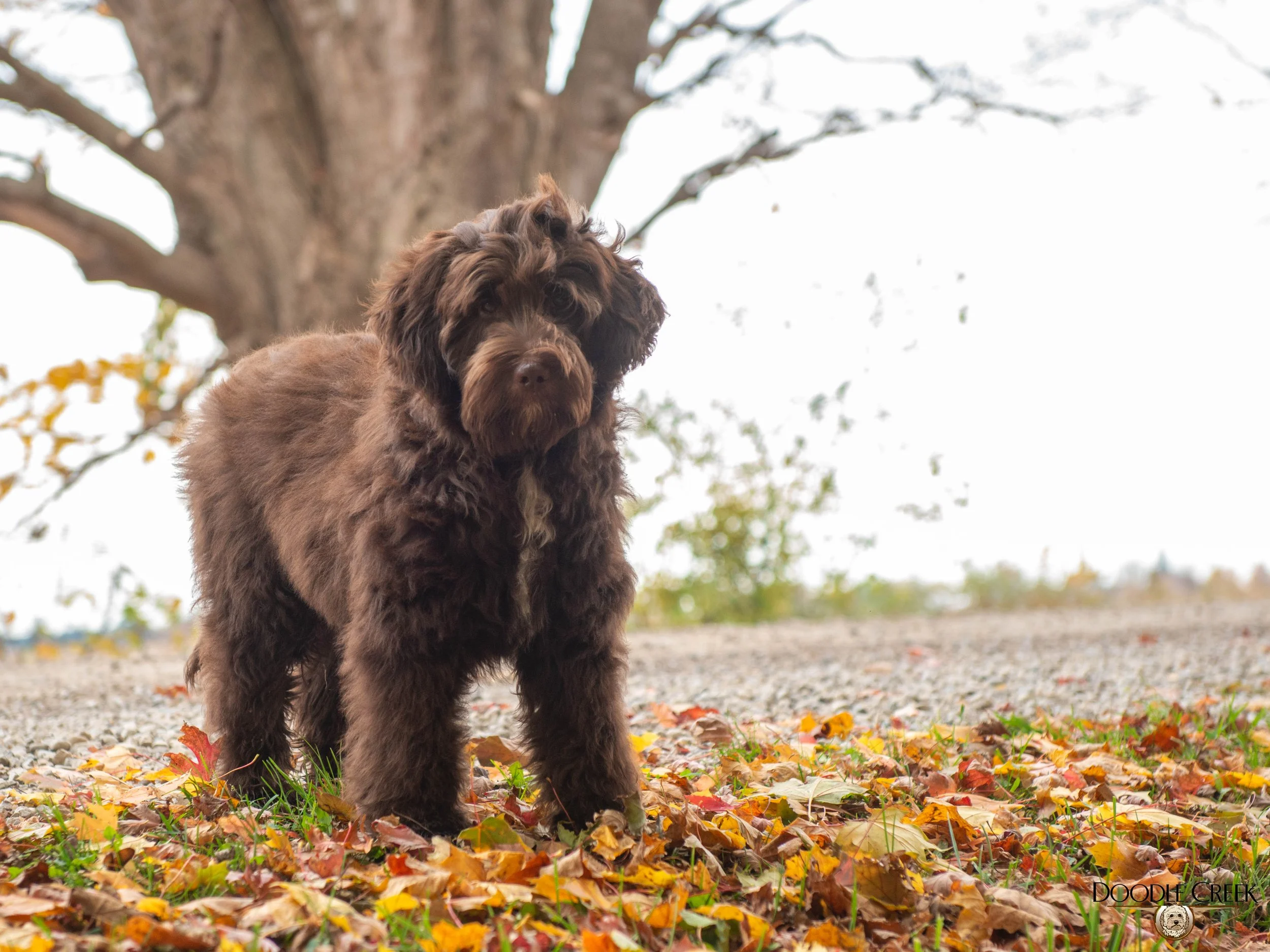 Maisy-09.jpg
