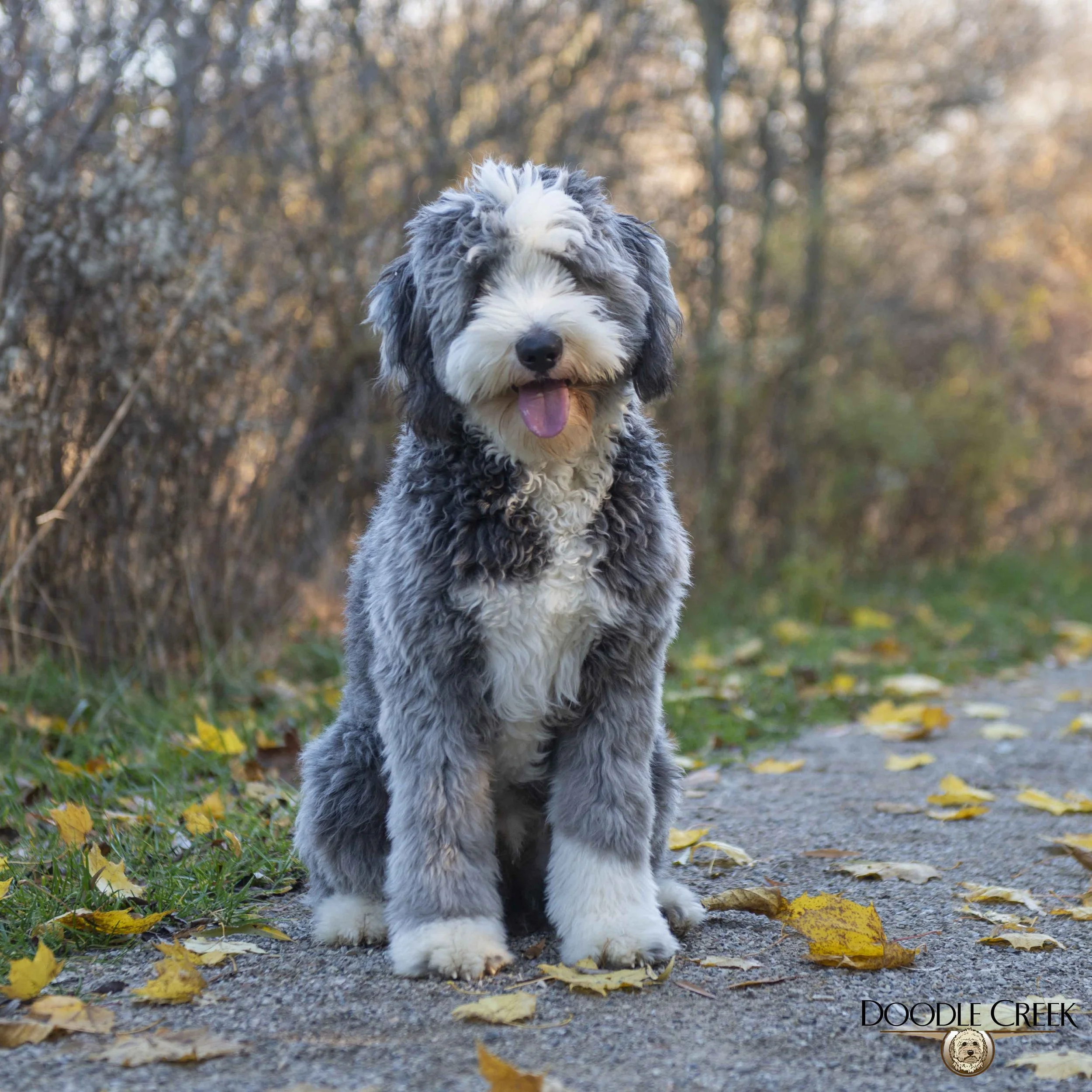 Moss Creek Goldendoodles English Cream Golden Doodle English
