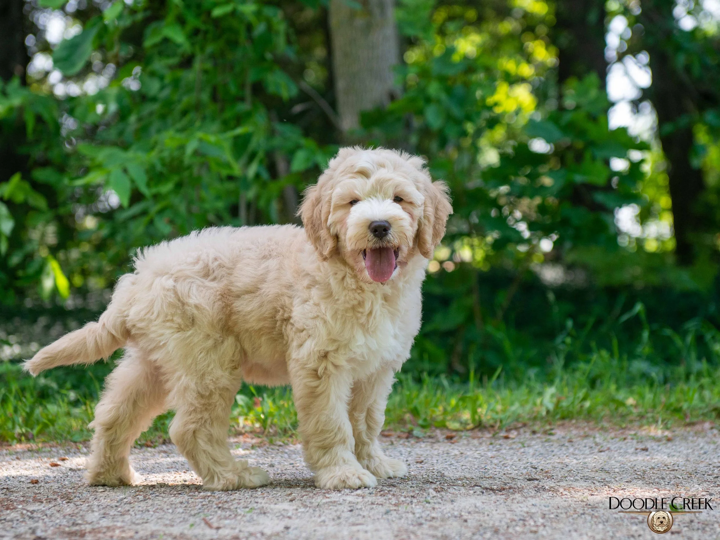 Charlie-4.jpg