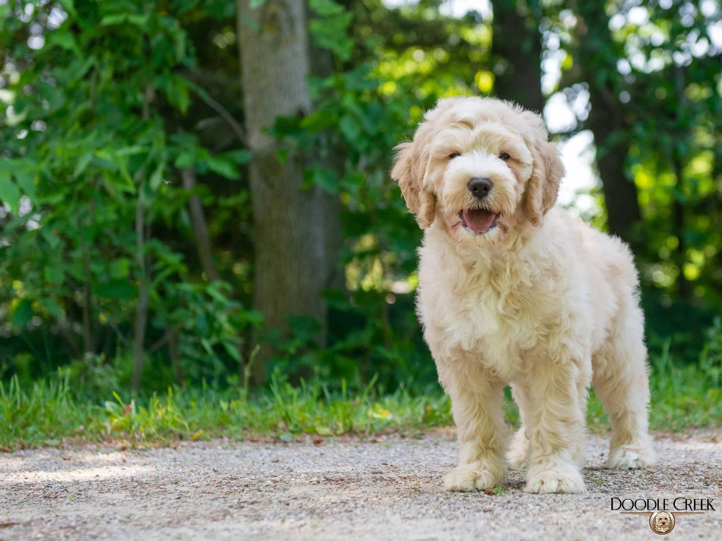 Charlie-5.jpg