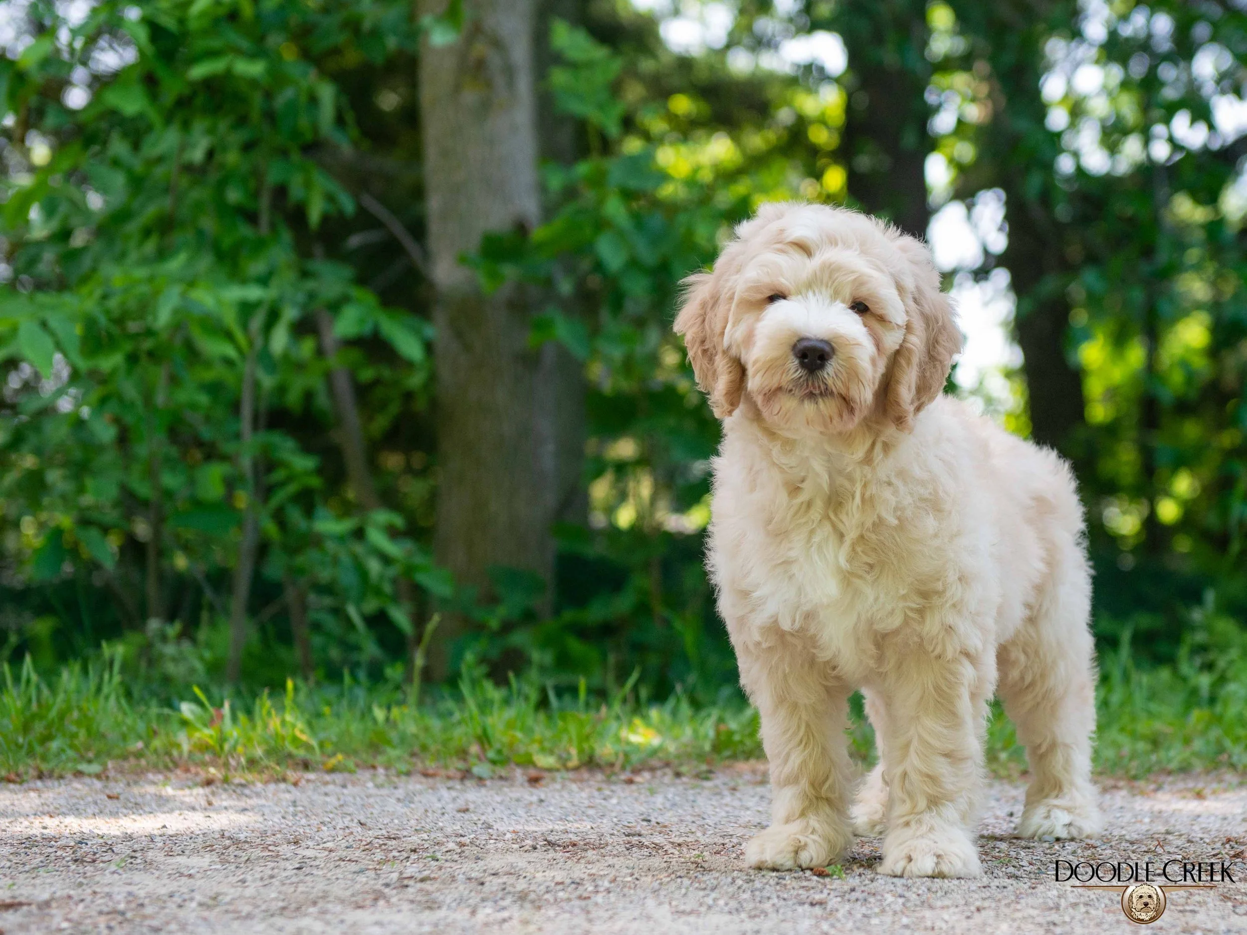 Charlie-6.jpg
