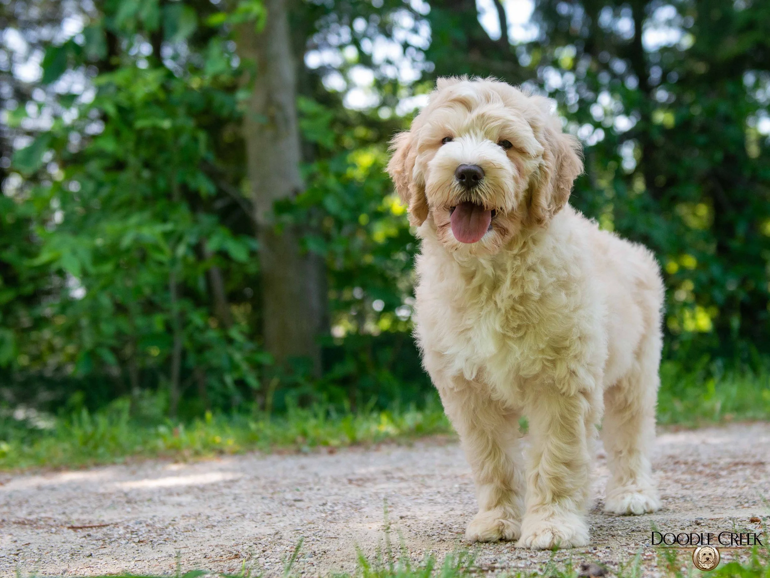 Charlie-8.jpg