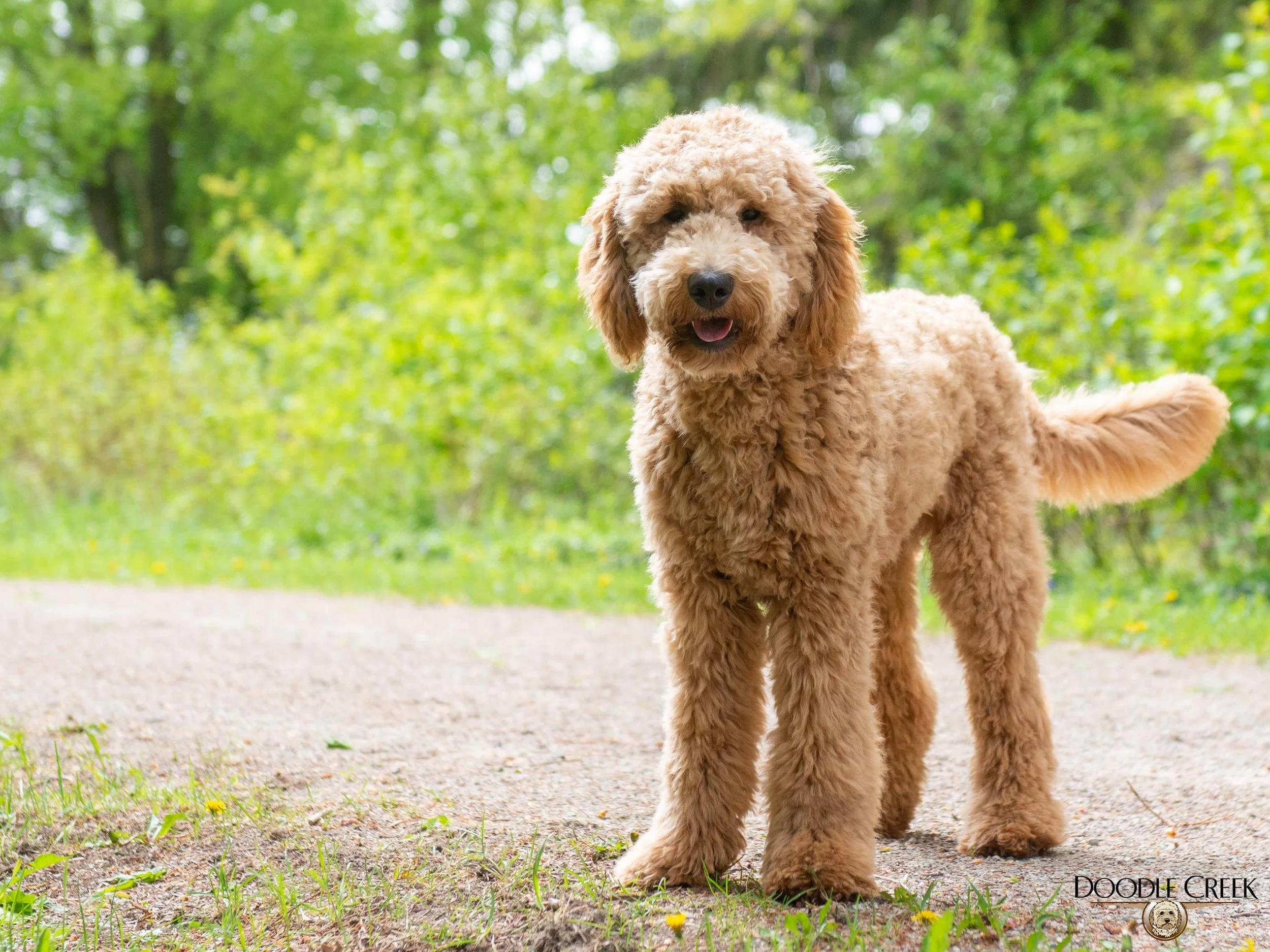 Jack trained English Goldendoodle