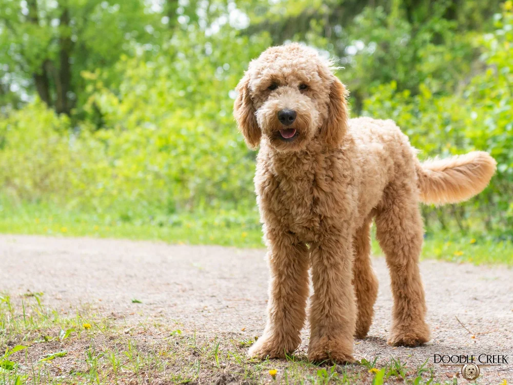 Golden Retriever Dog Breed Copper Skye Goldendoodles Goldendoodle