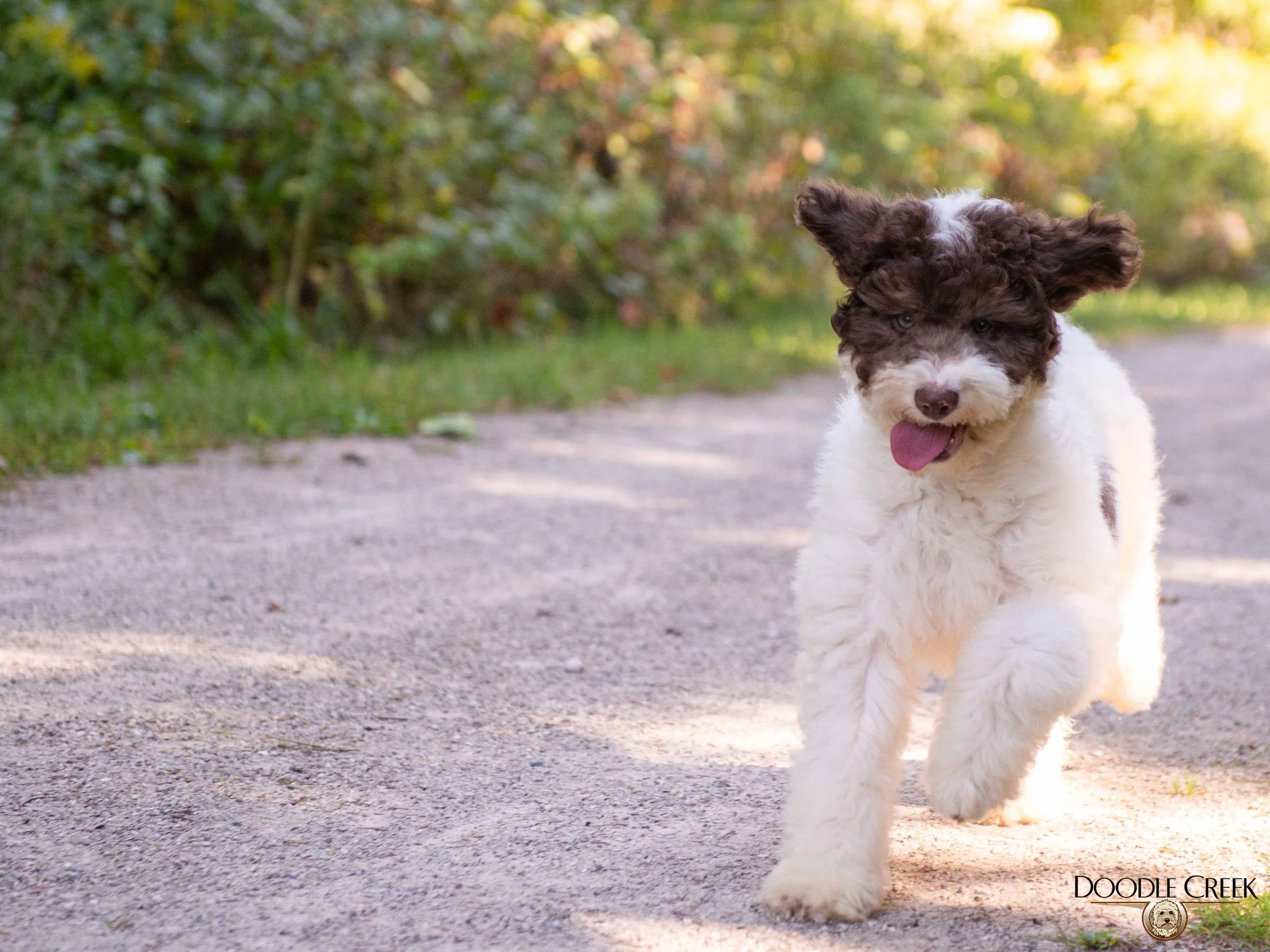 Daisy-1.jpg