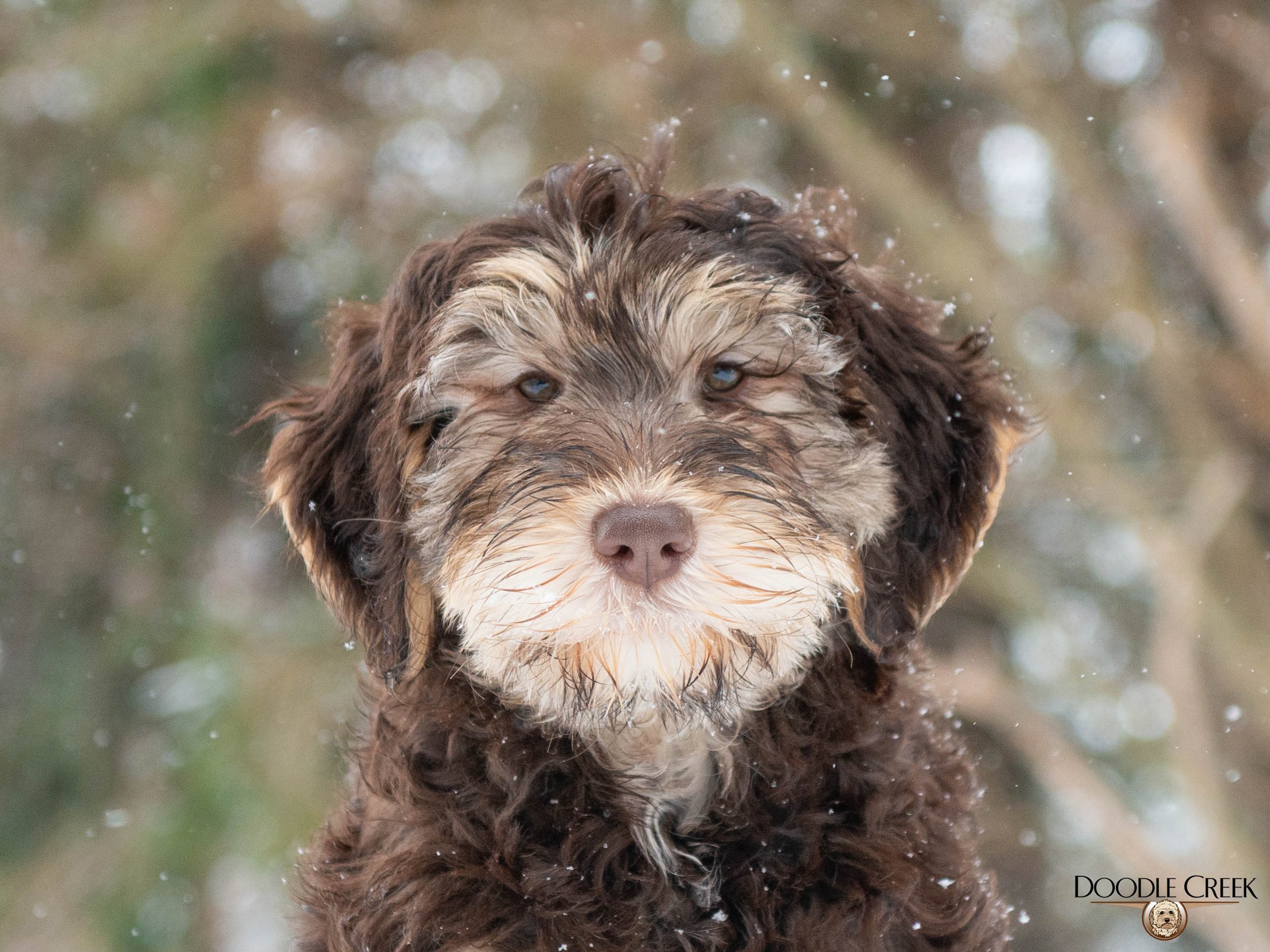 Nikita's trained female-01.jpg