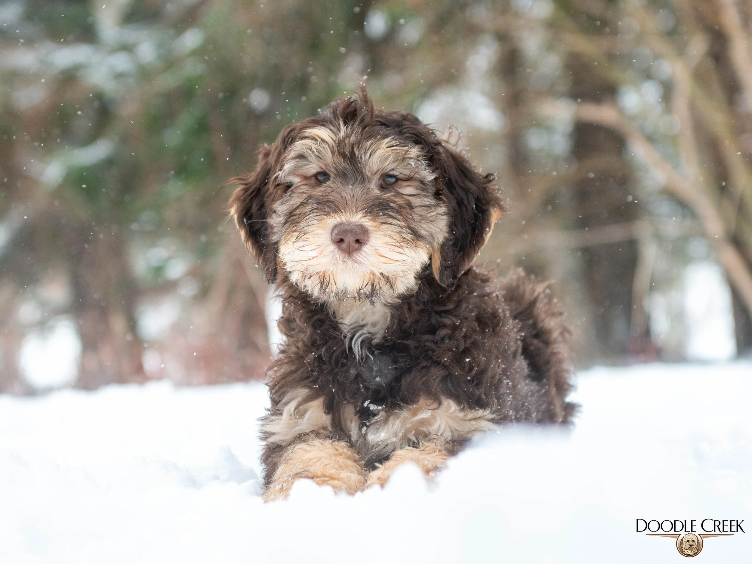 Nikita's trained female-02.jpg