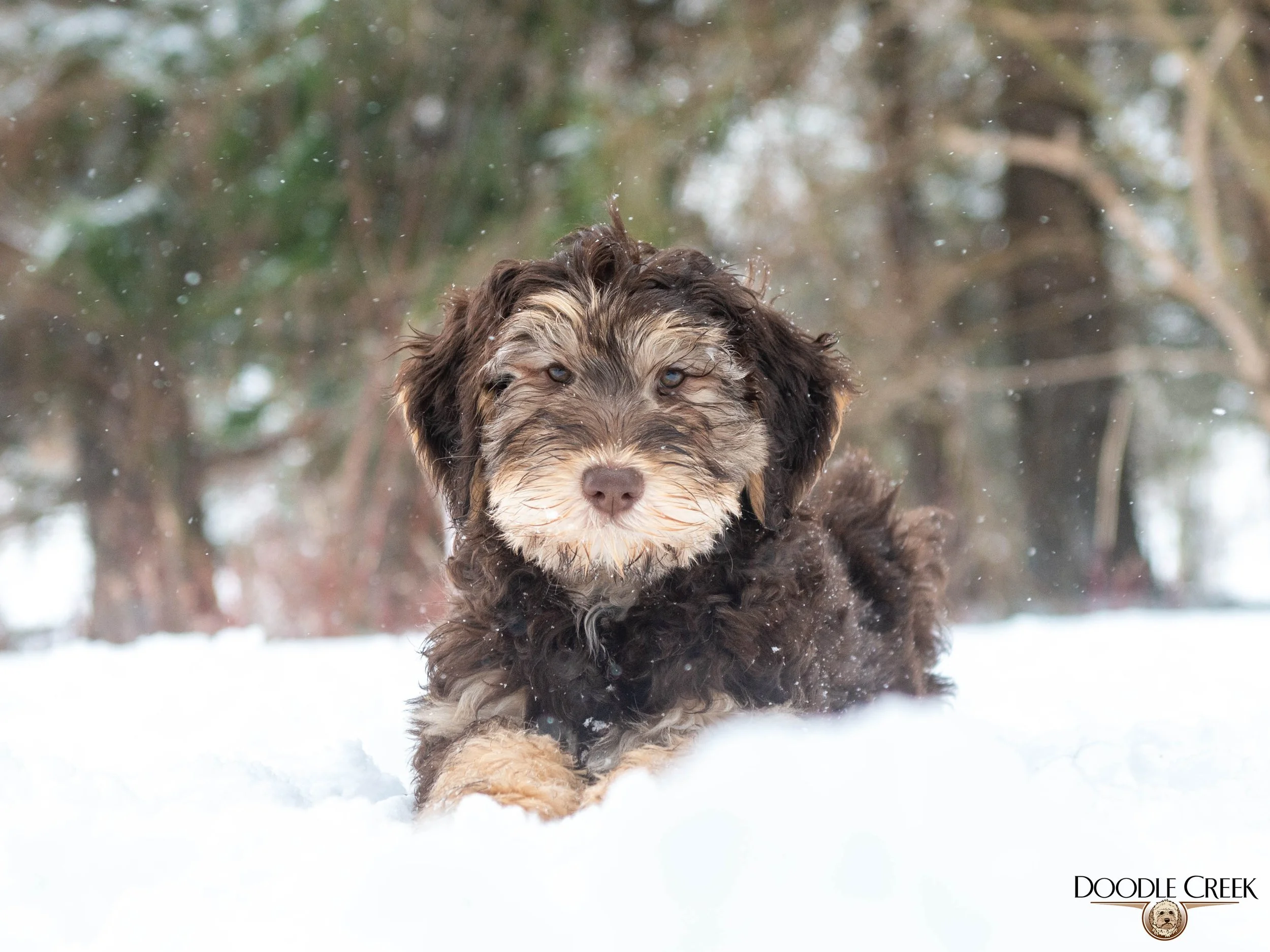 Nikita's trained female-03.jpg