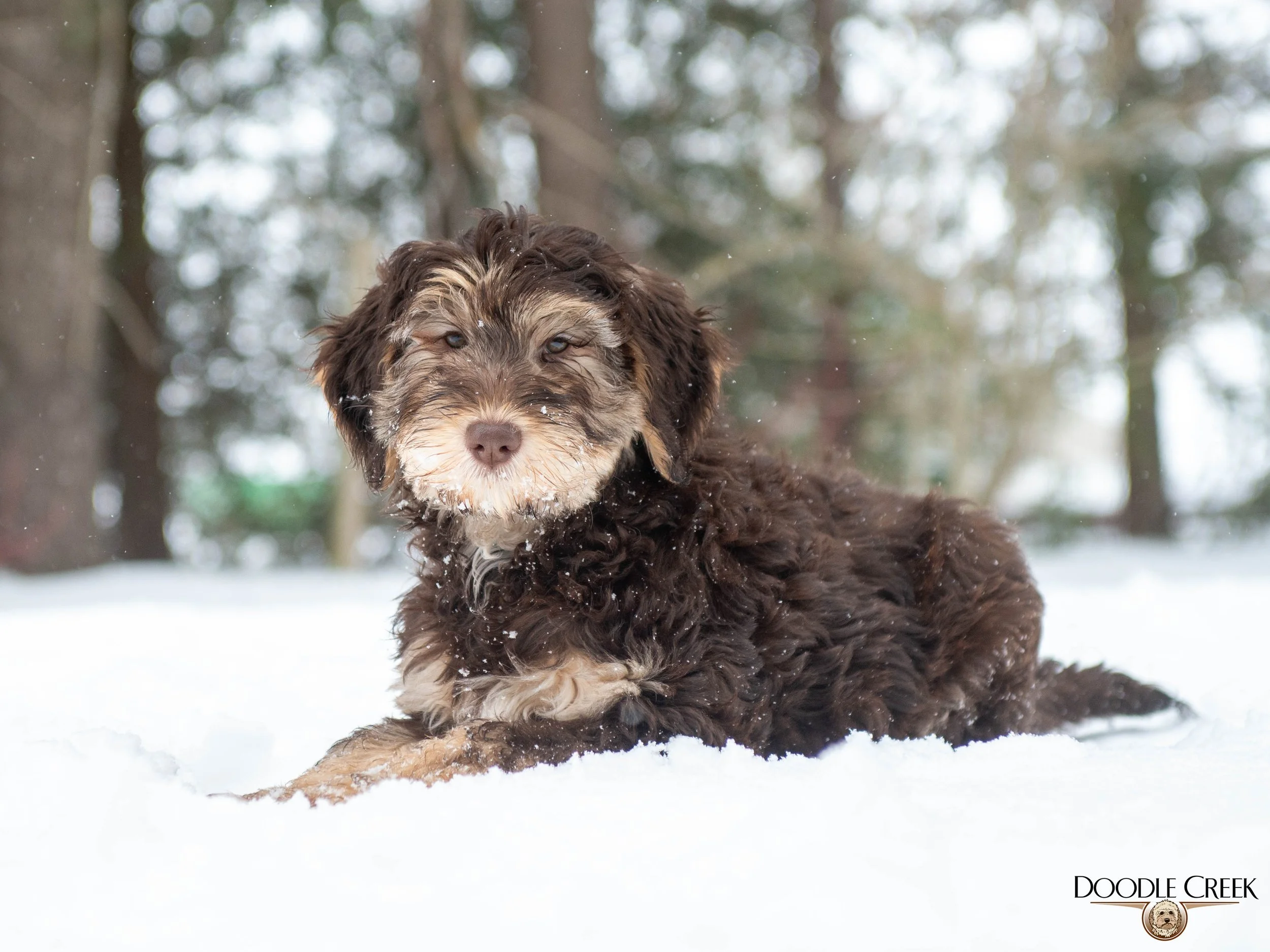 Nikita's trained female-04.jpg