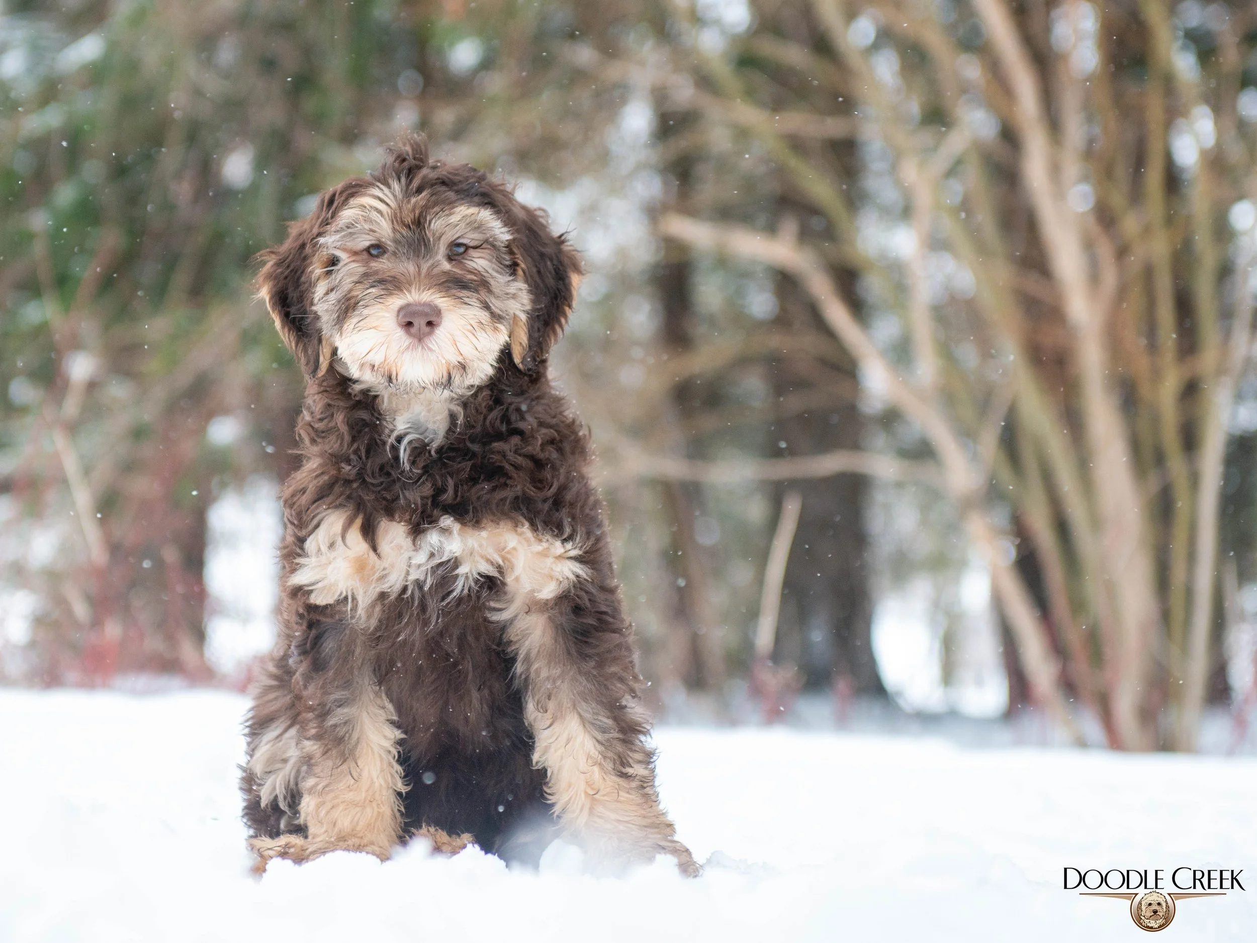 Nikita's trained female-05.jpg
