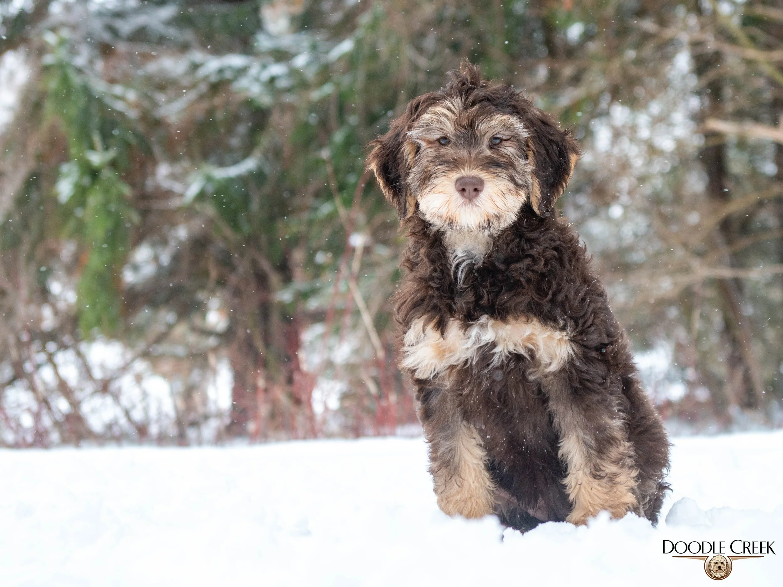 Nikita's trained female-06.jpg