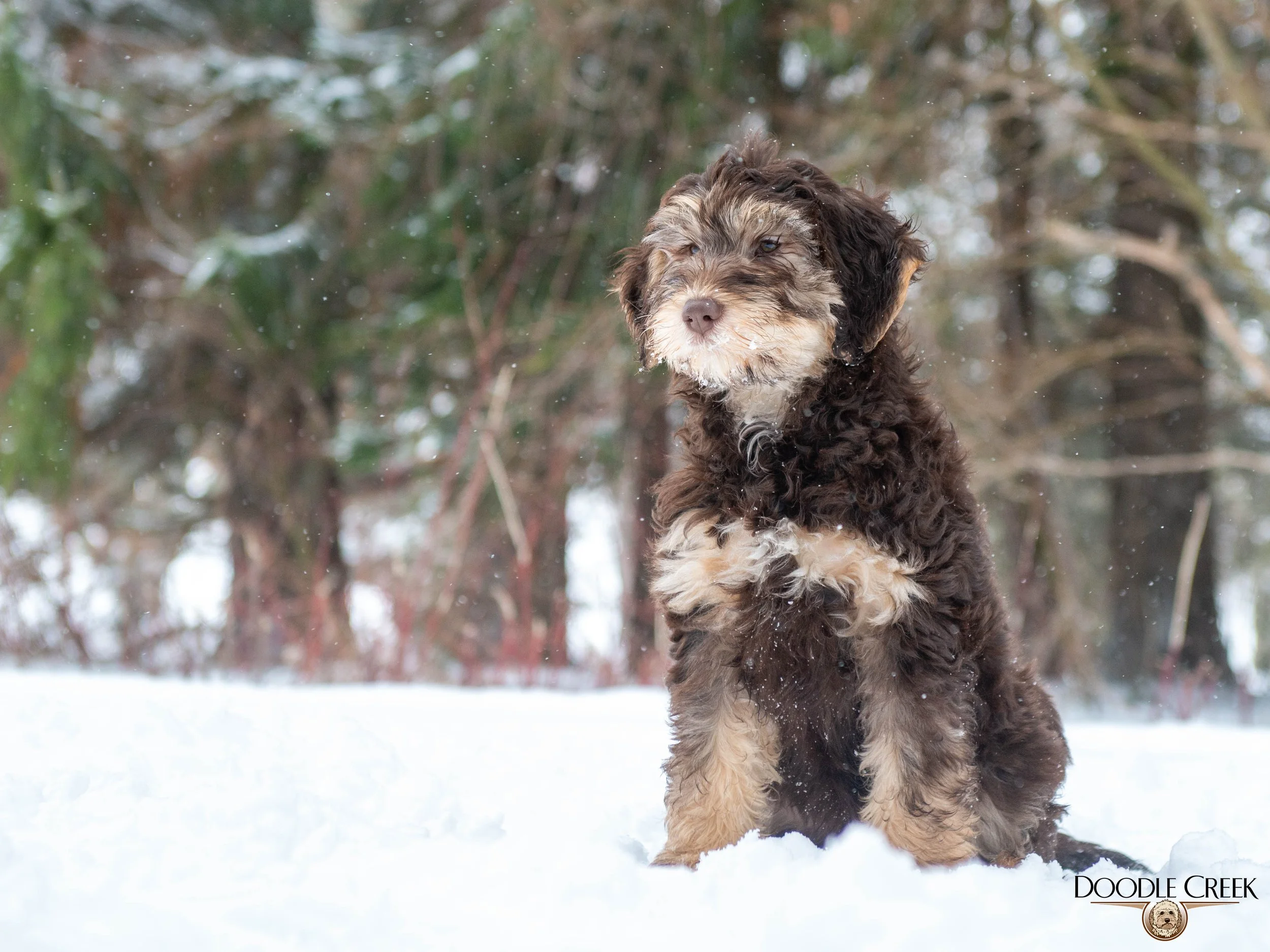 Nikita's trained female-07.jpg