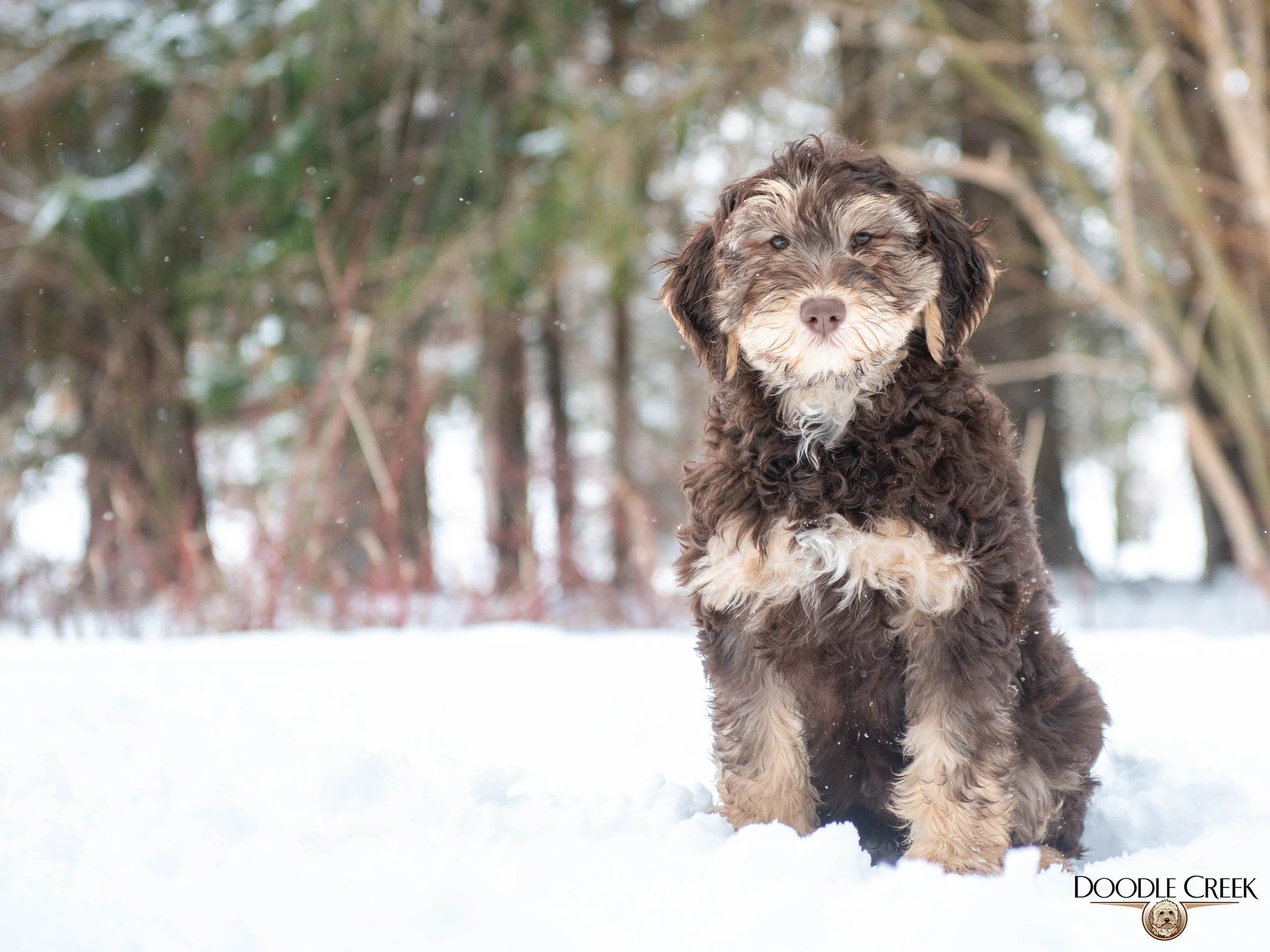 Nikita's trained female-08.jpg