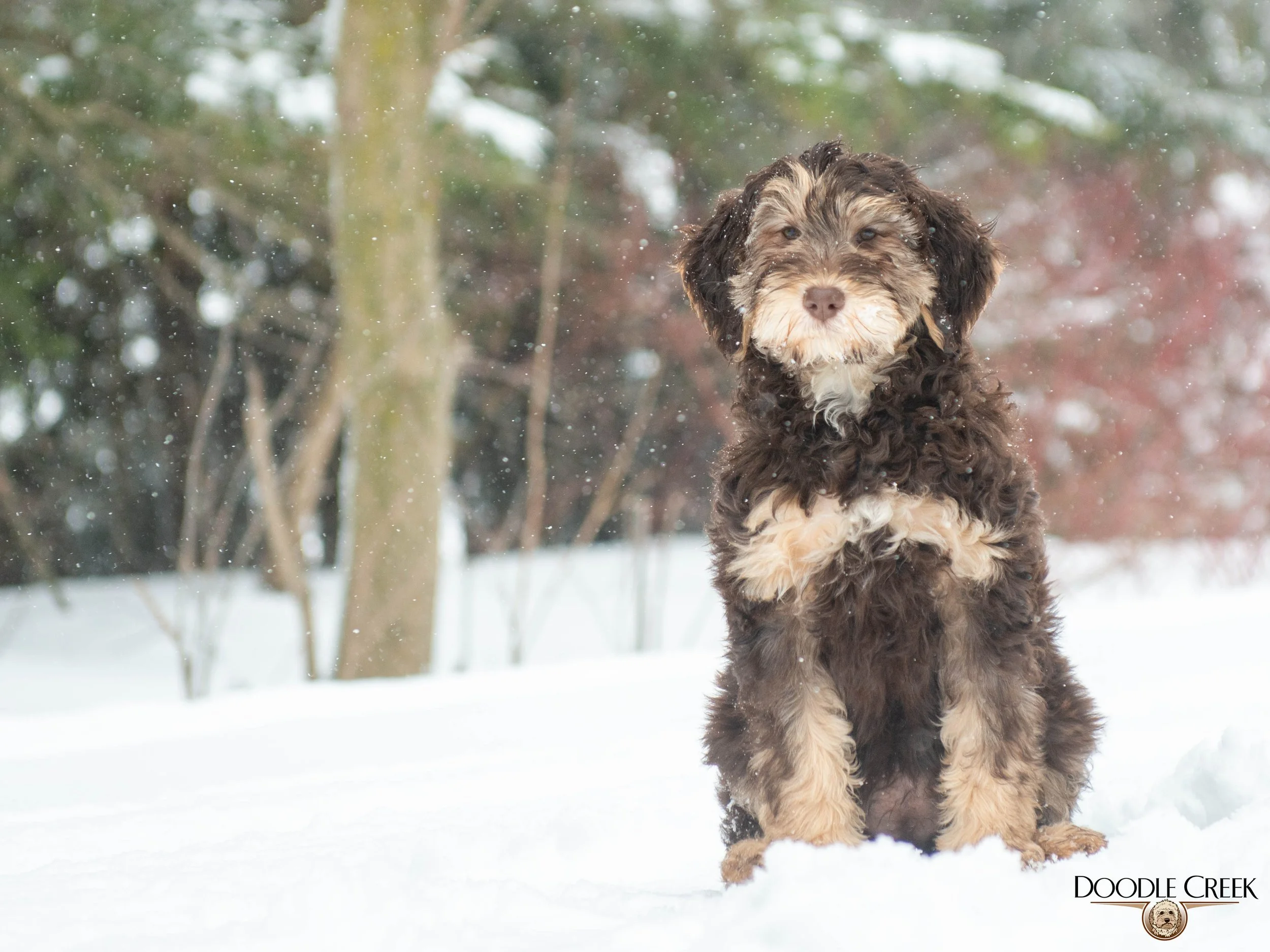 Nikita's trained female-09.jpg