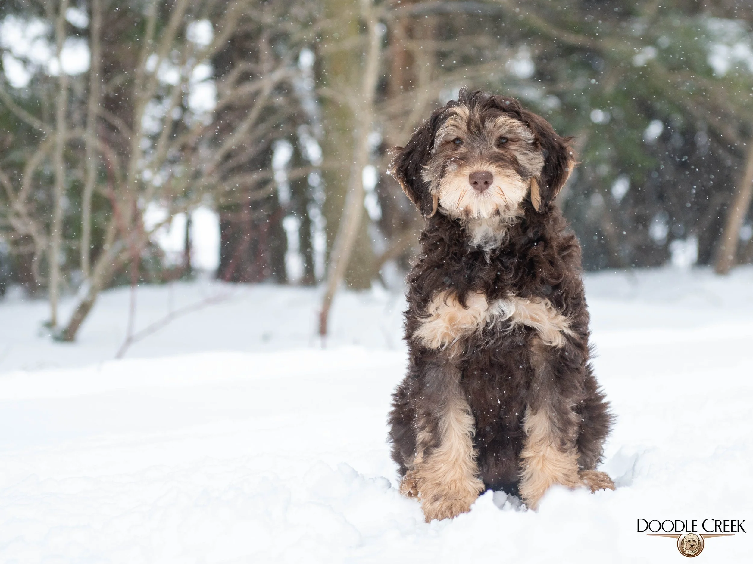 Nikita's trained female-10.jpg