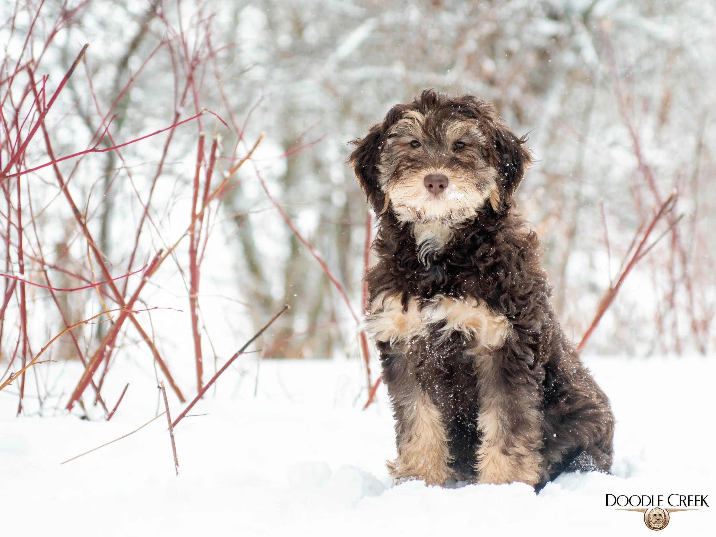 Nikita's trained female-11.jpg