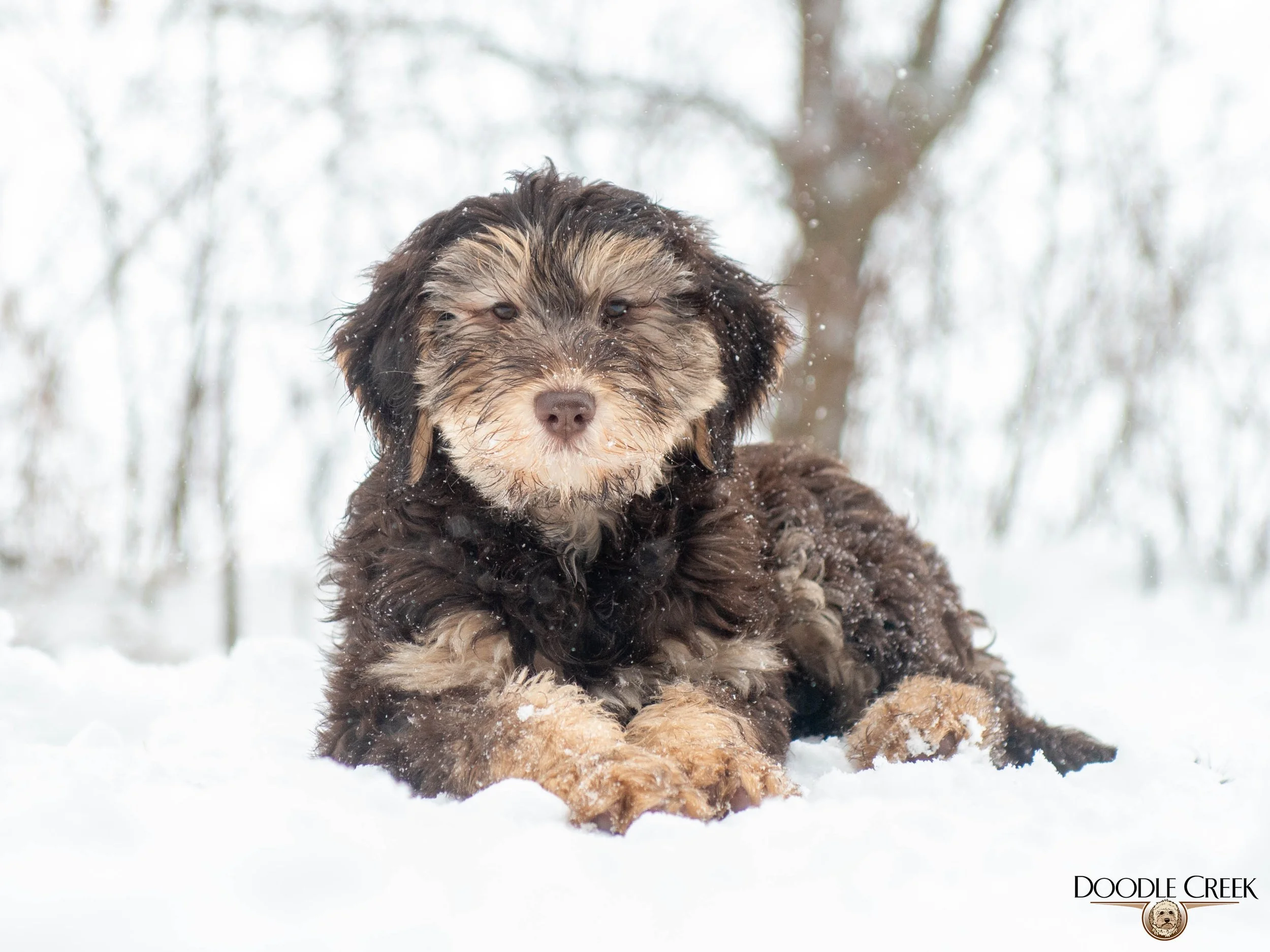 Nikita's trained female-12.jpg