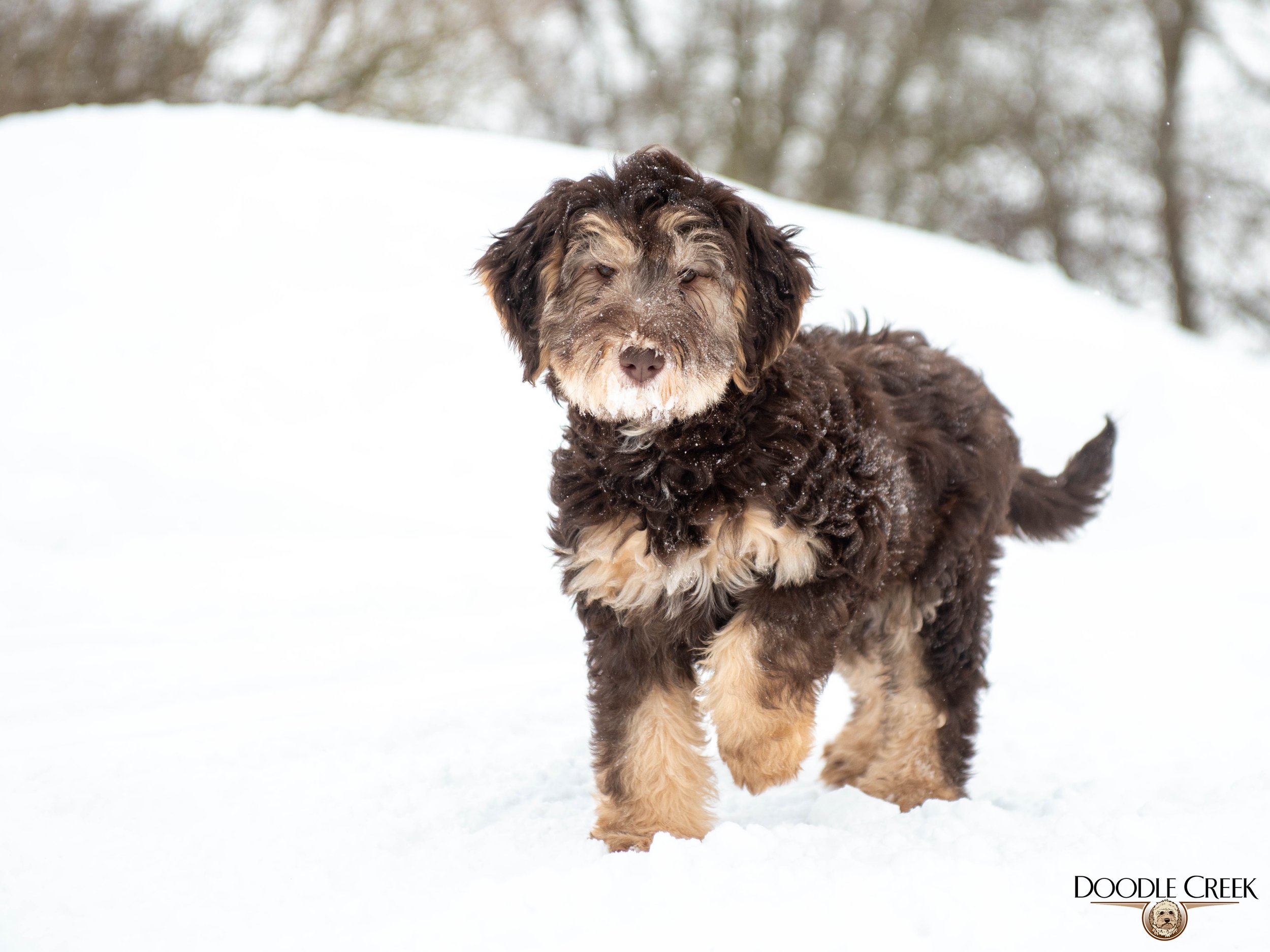 Nikita's trained female-13.jpg