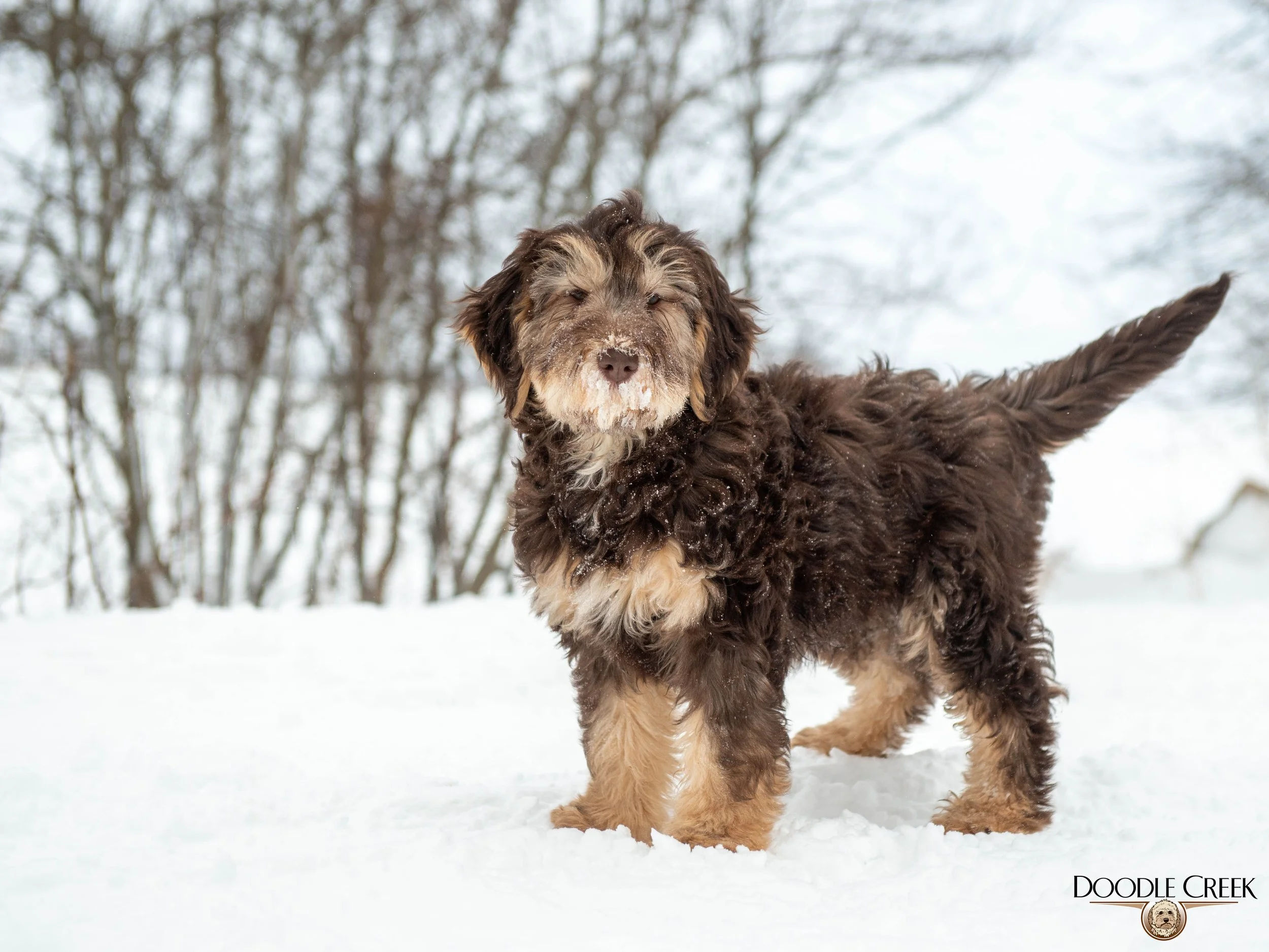 Nikita's trained female-14.jpg